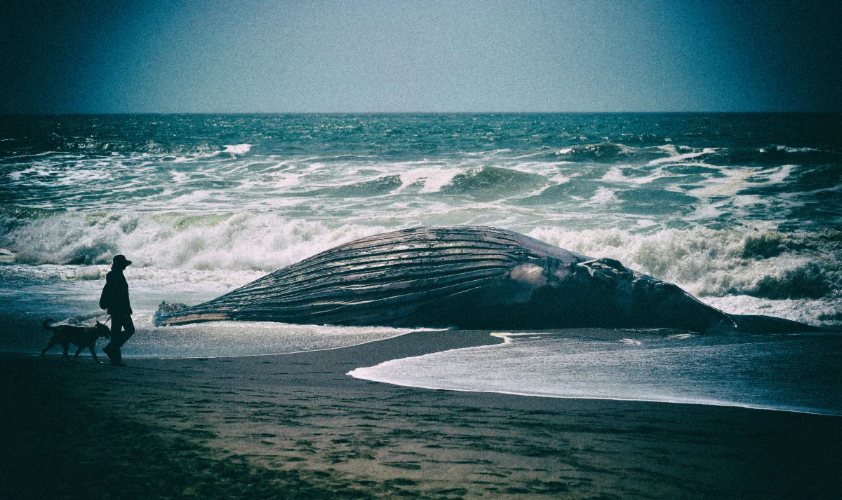 stranded-whale.jpg