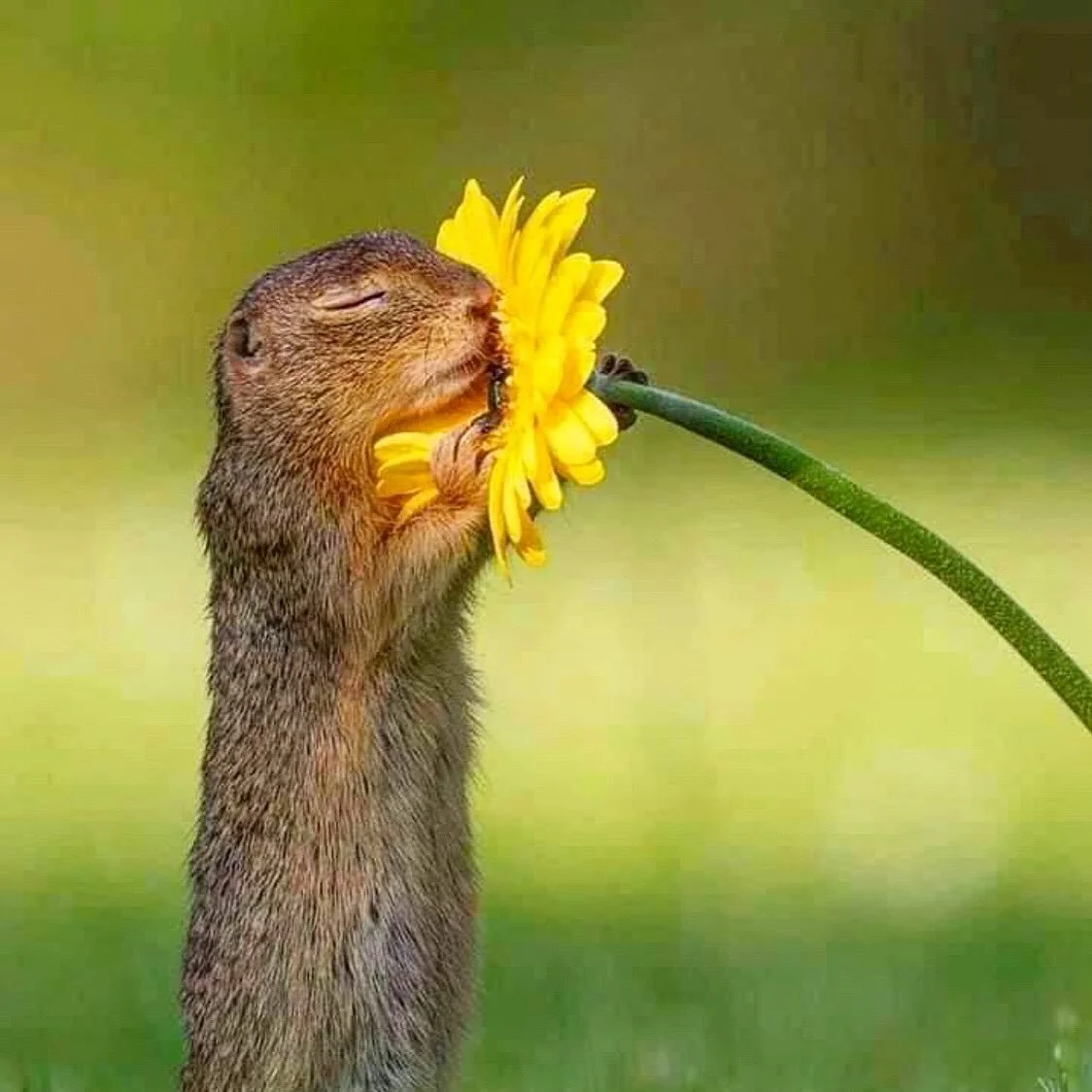 Everyone needs an &lsquo;Ahhhhhhh!&rsquo; on a Friday 🐿️🌼

Happy Weekend 💗
.
.
.
.
.
#LBY🧠
#lighterbrighteryou
#feedyourbrain
#foodandmood
#brainfood
#brainfuel
#mentalhealth
#healthymind
#healthybrain
#brainhealth
#neuroscience
#brainscience
#me