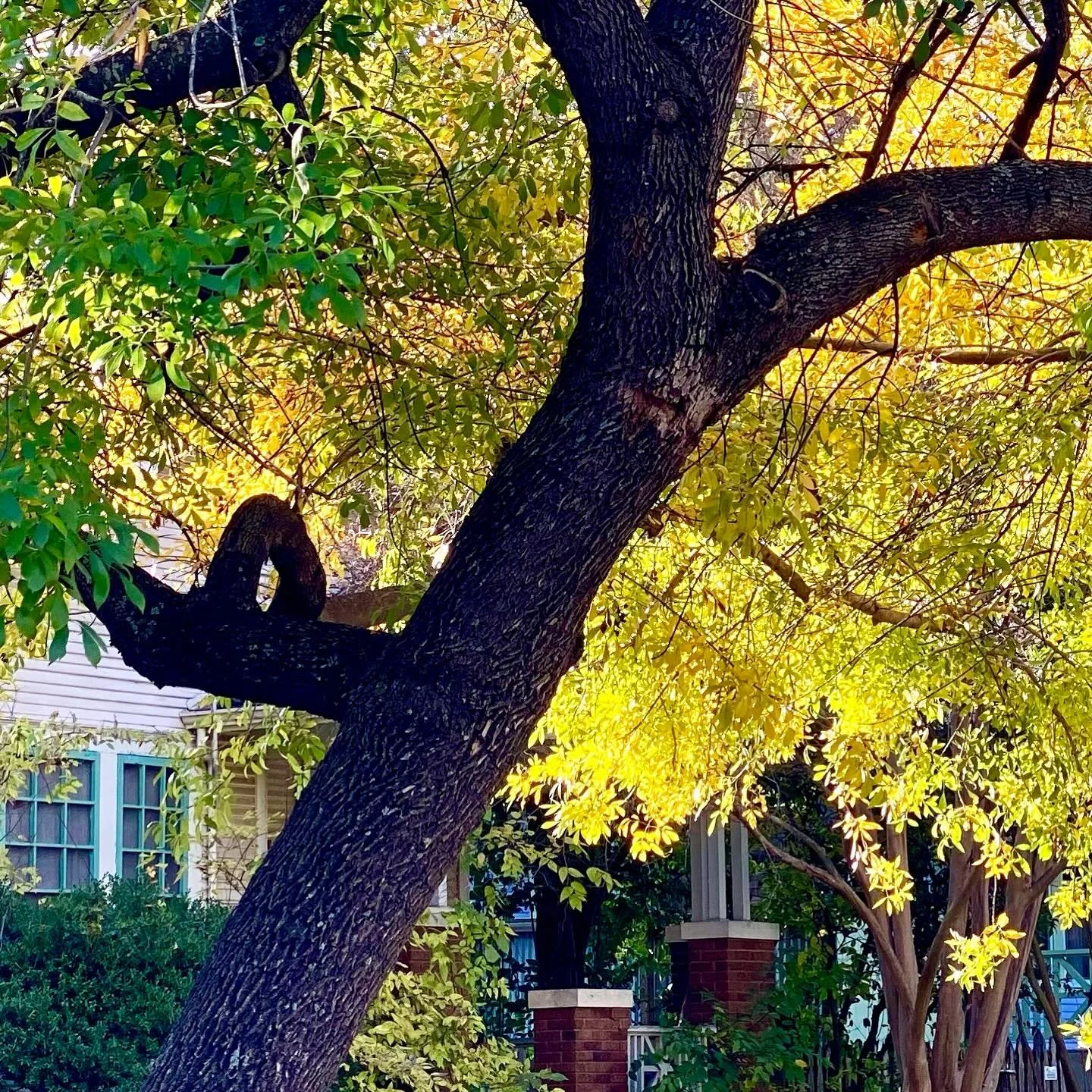 Nature reminds us that change is constant 🍃 🍂🌿🍁

Whether we&rsquo;re stepping into autumn 🍂 or summer 🌺 or winter 🥶 nature is the constant that reminds us that time is passing. 

The world remains unsettling. 

Unexpected sadness and turmoil a