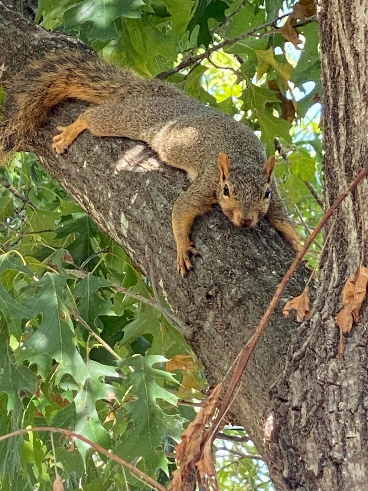 Why does the 🧠 love seeing cute animals? 

Anything small and cute - kittens and puppies - and piglets and baby owls etc etc ... 

and this cute and flexible squirrel?

Firstly, it&rsquo;s rare to see small (and baby) animals regularly! 

And we 💗 