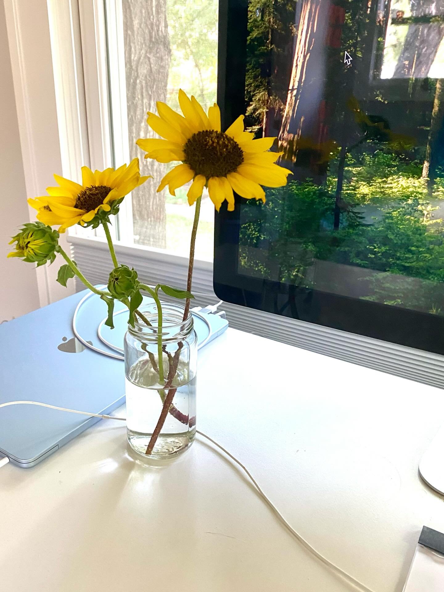 Short and sweet &hellip;

Sunflowers always make me smile and over the years I&rsquo;ve come to value them for bringing sunshine into our homes! 🌻🌻

Just seeing these images makes me remember all the places they&rsquo;ve made me smile! 🌻🌻

And ev