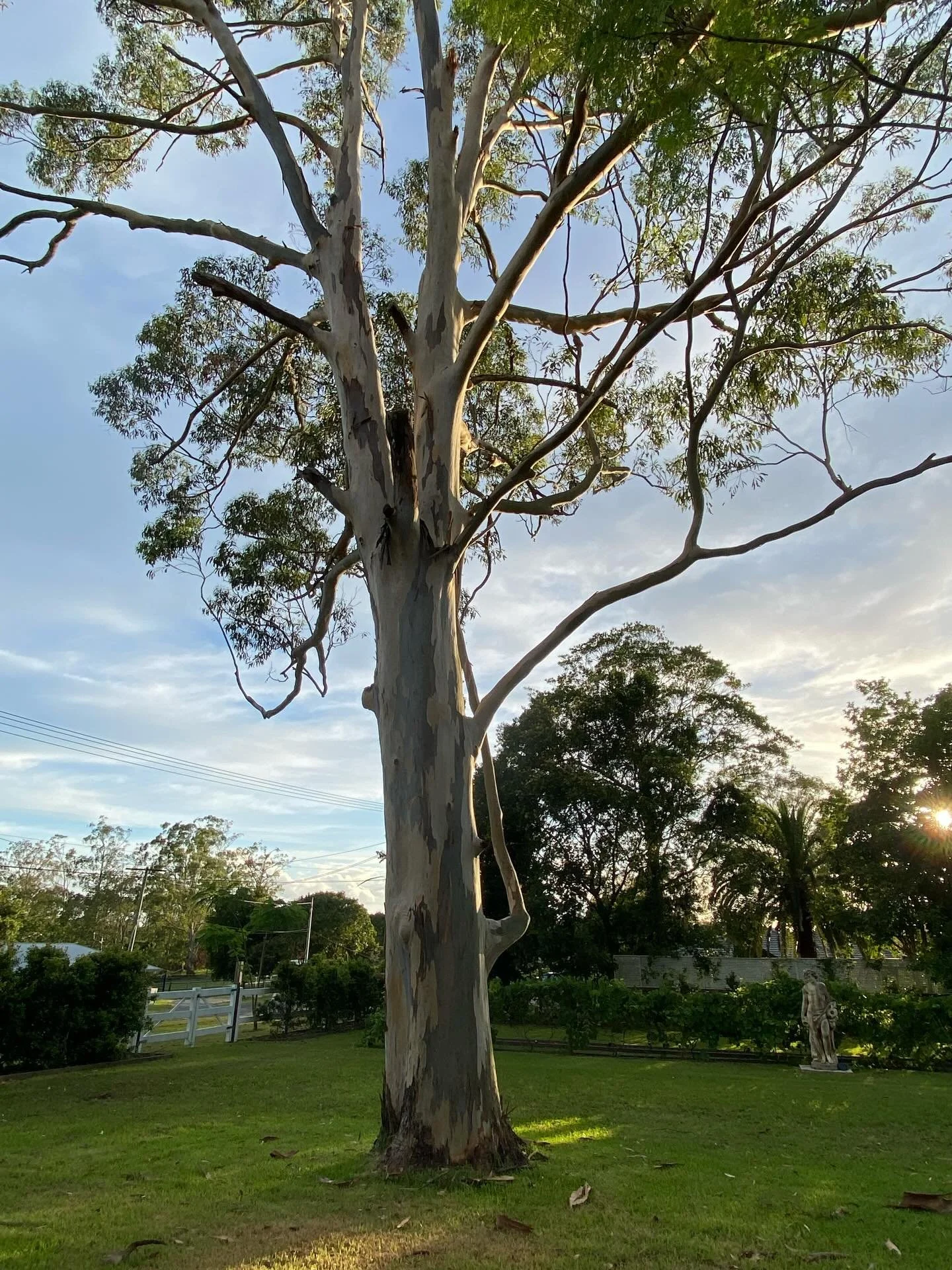 Stepping outside into an early Aussie dawn felt extra special this morning because we were immersed in nature - bright early morning light, and lush greenery and birdsong!

The best way to start the day:
Supports optimal circadian rhythm functioning,