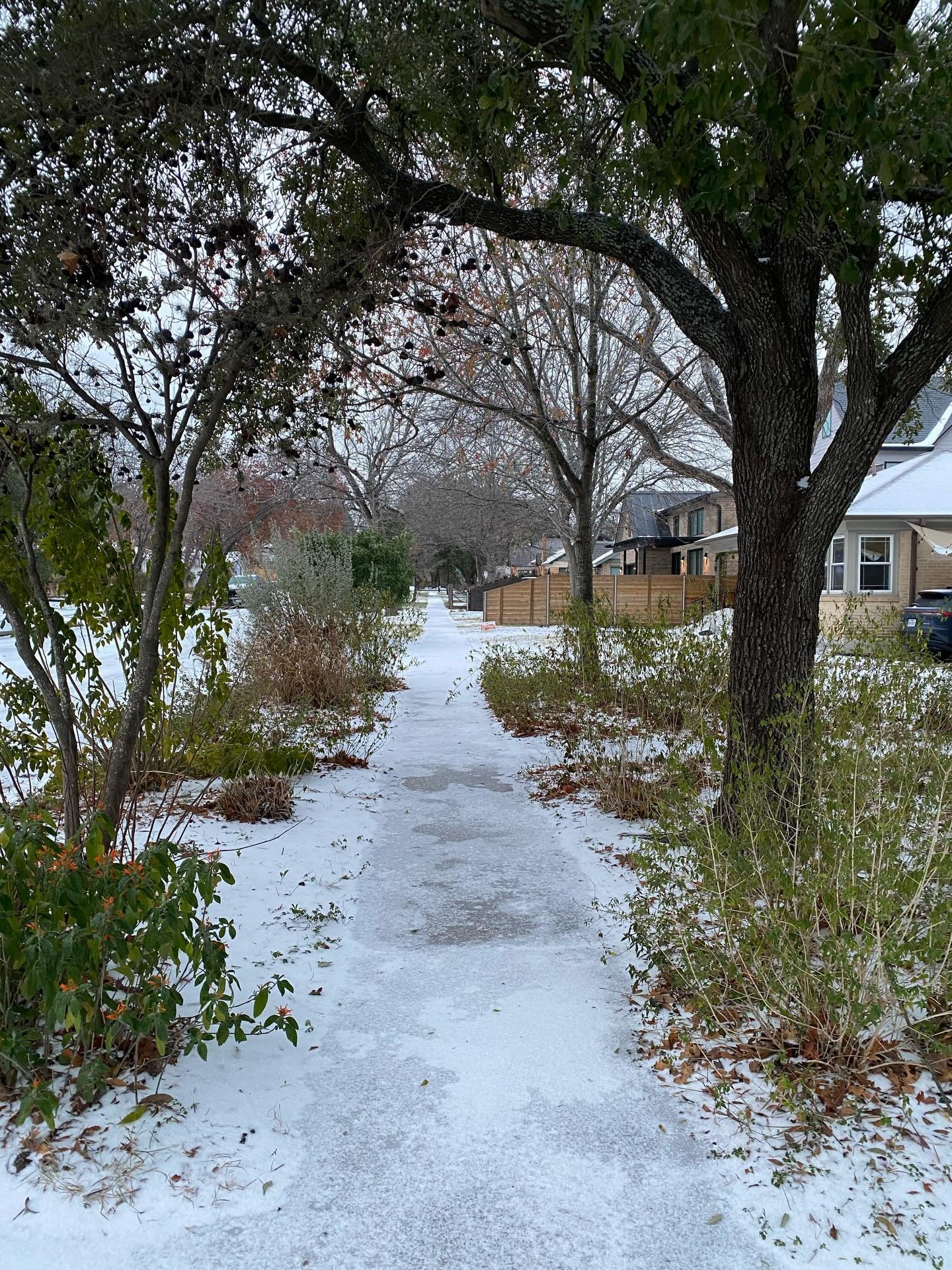 Travelling back here to Austin after a prolonged visit to my home in Australia I stepped into winter 🥶 ❄️ and was reminded again about how wonderful nature is!

Trees, bushes 🍂🍁and &hellip; squirrels 🐿️ hunkering down to wait for warmer weather! 