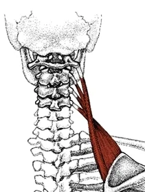 Neck muscle