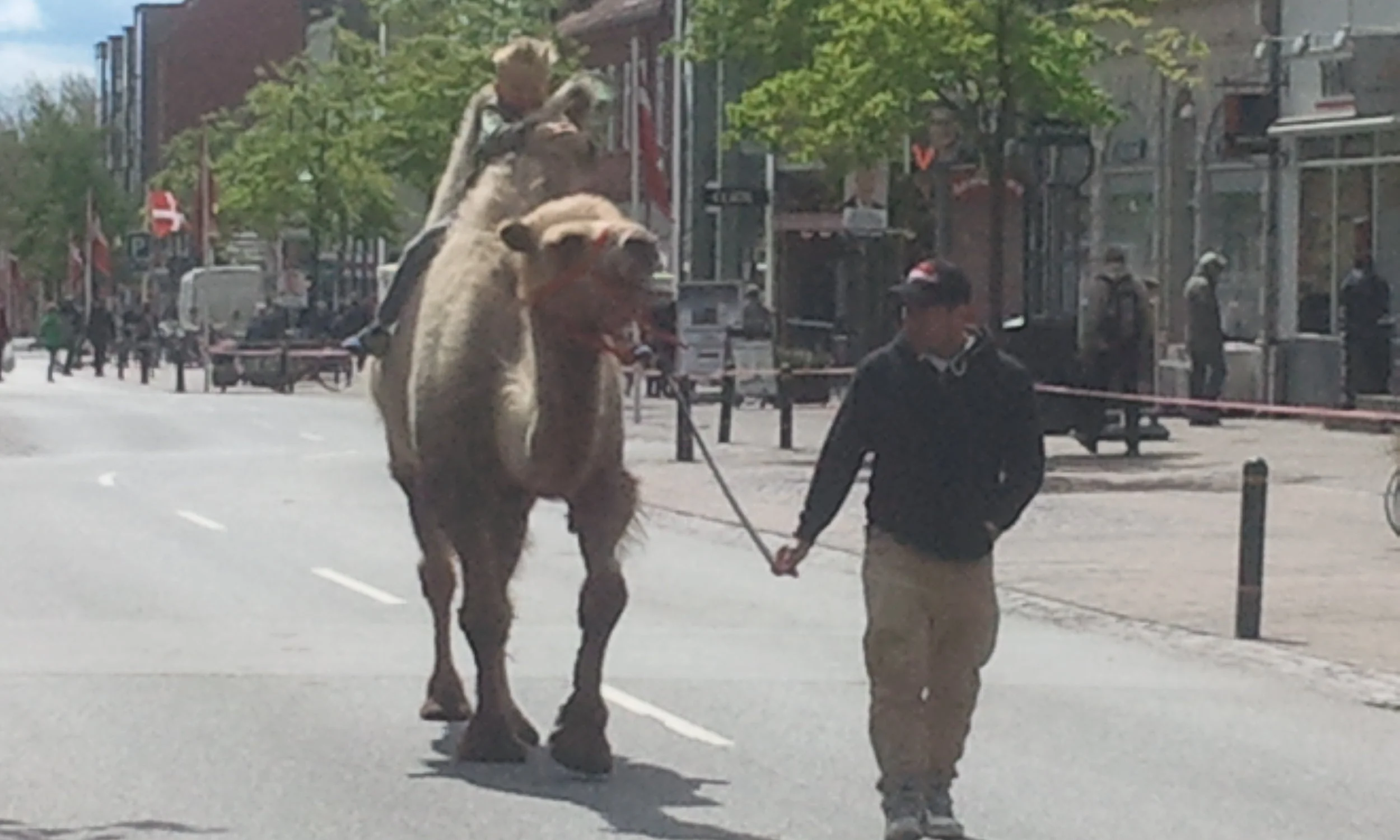 Dromedar på Adelgade