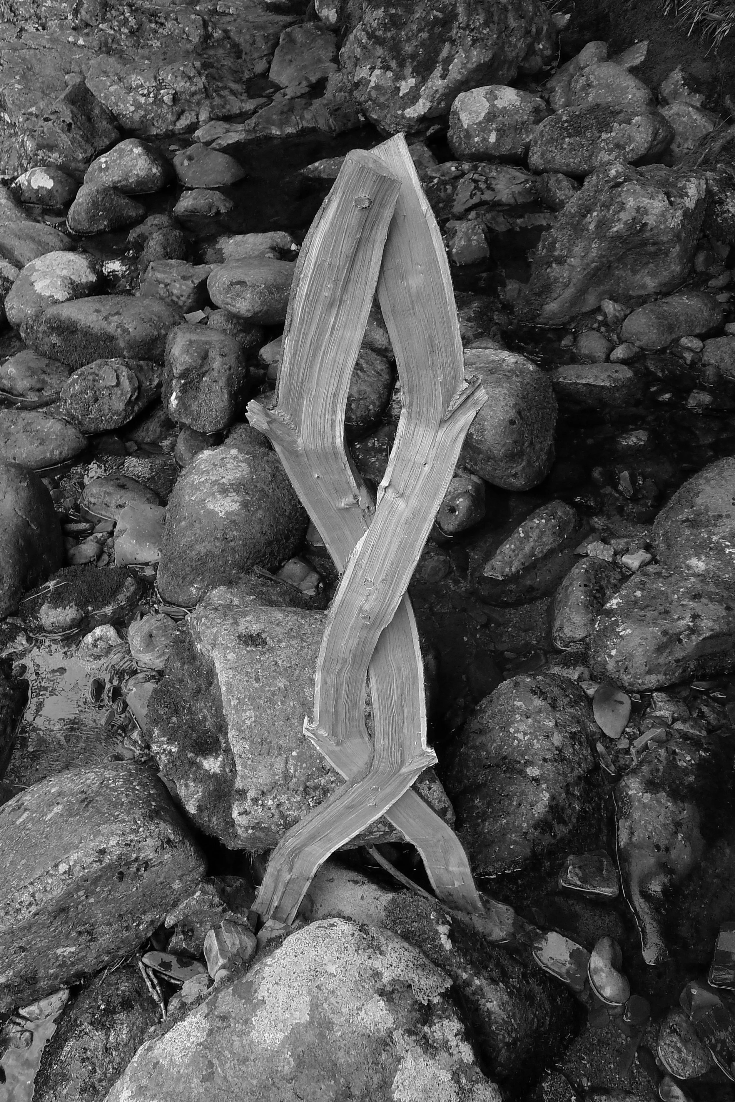 Chestnut Spiral Split