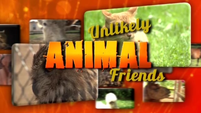 Unlikely Animal Friends