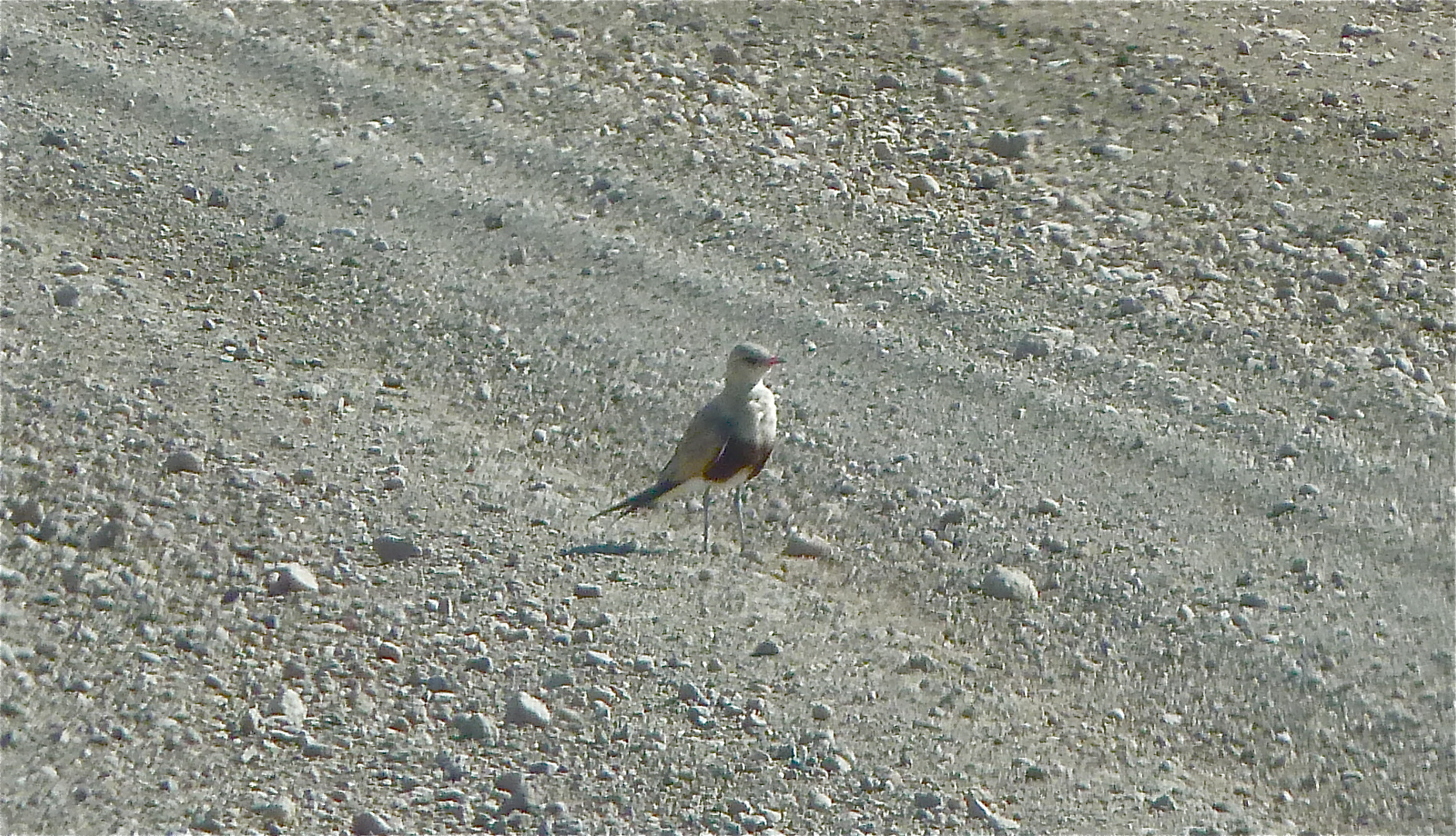 Australian Pratincole – a first!