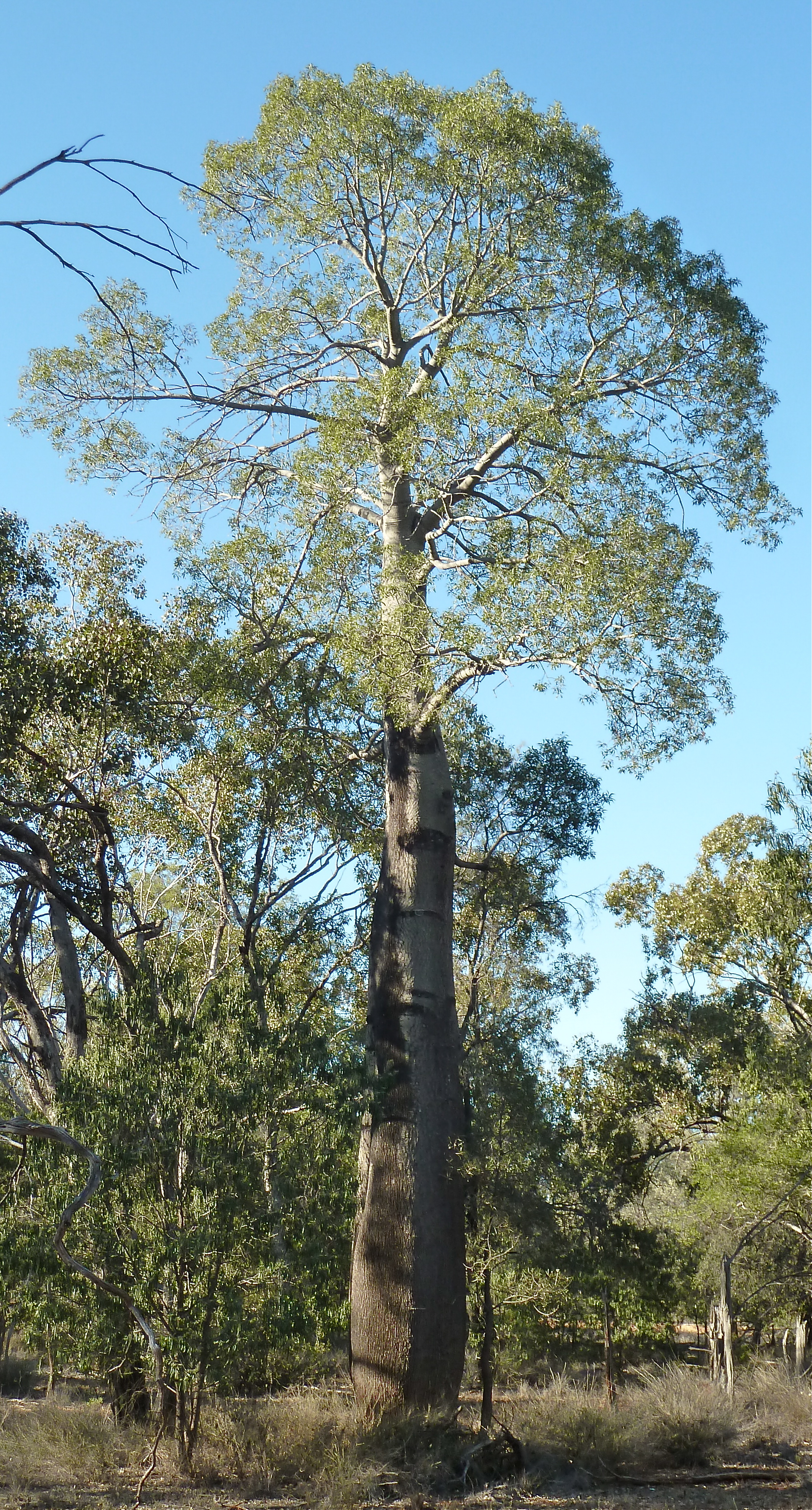 Narrow-leaved Bottle Tree