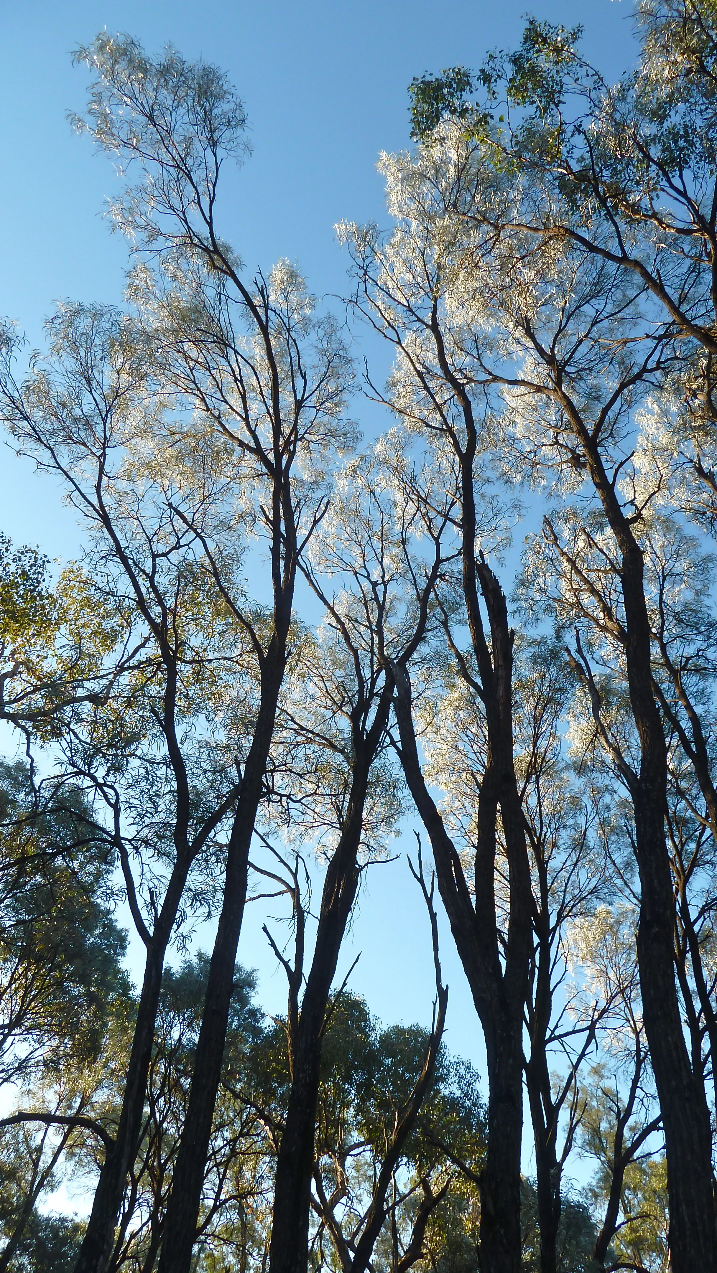 Brigalow