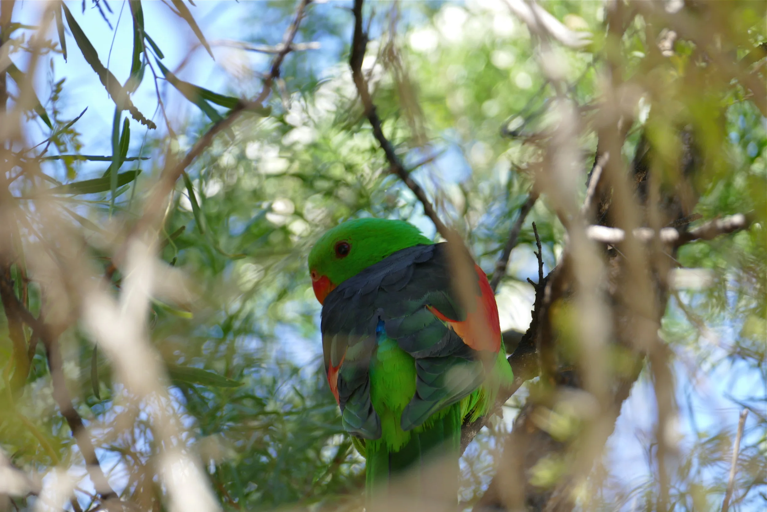 Red-winged Parrot