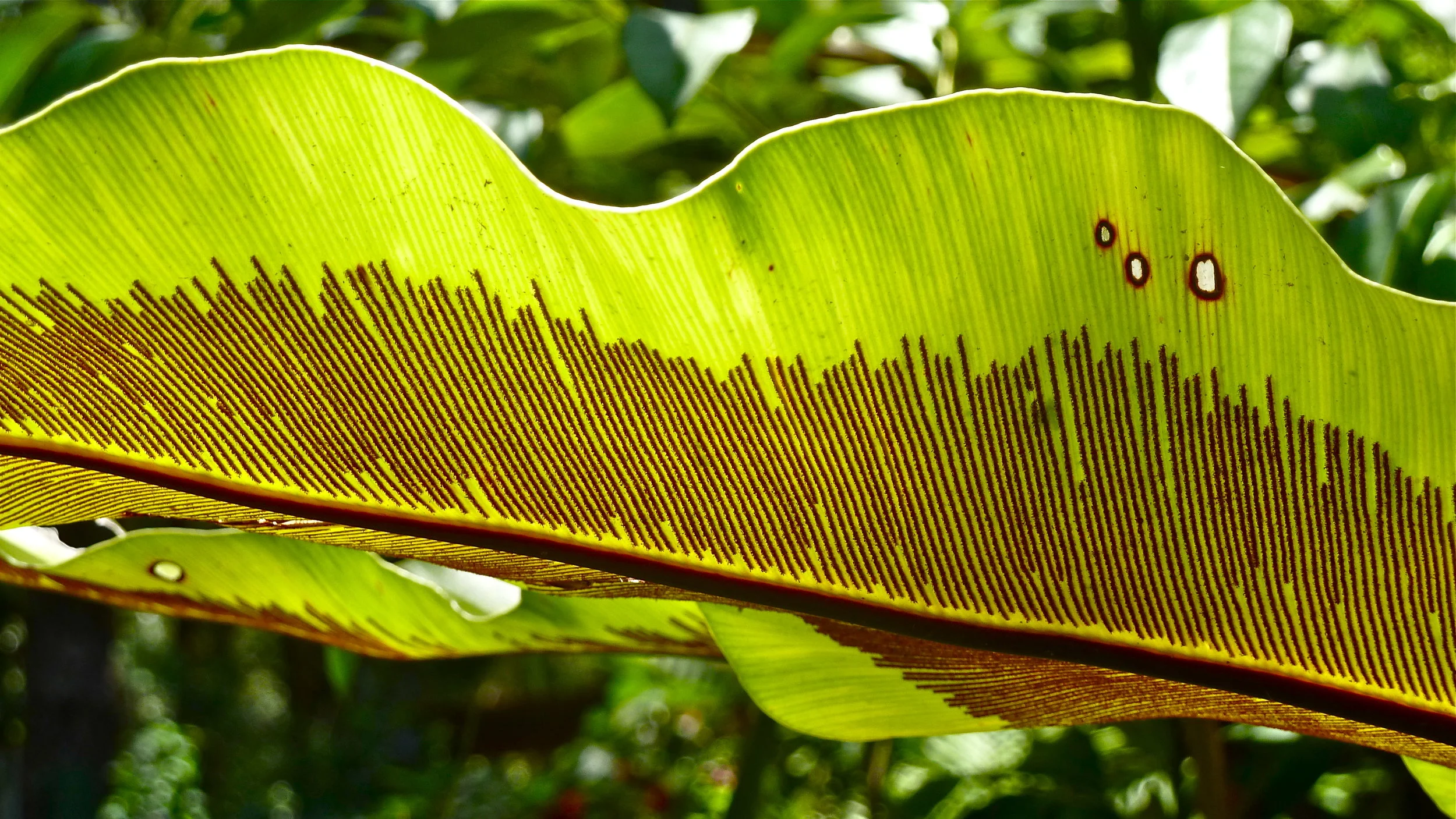 Springbrook National Park, Queensland