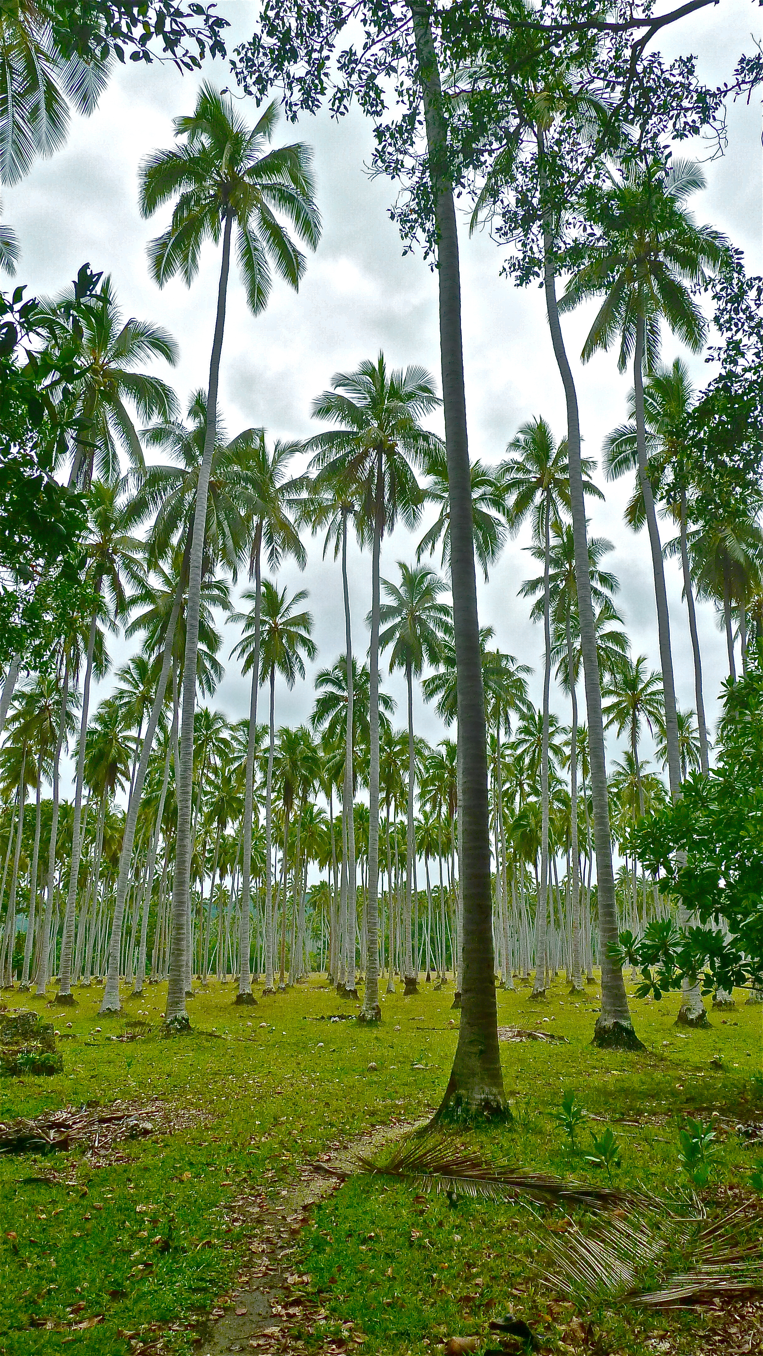 Coconut plantation, Ratua Island, Vanuatu