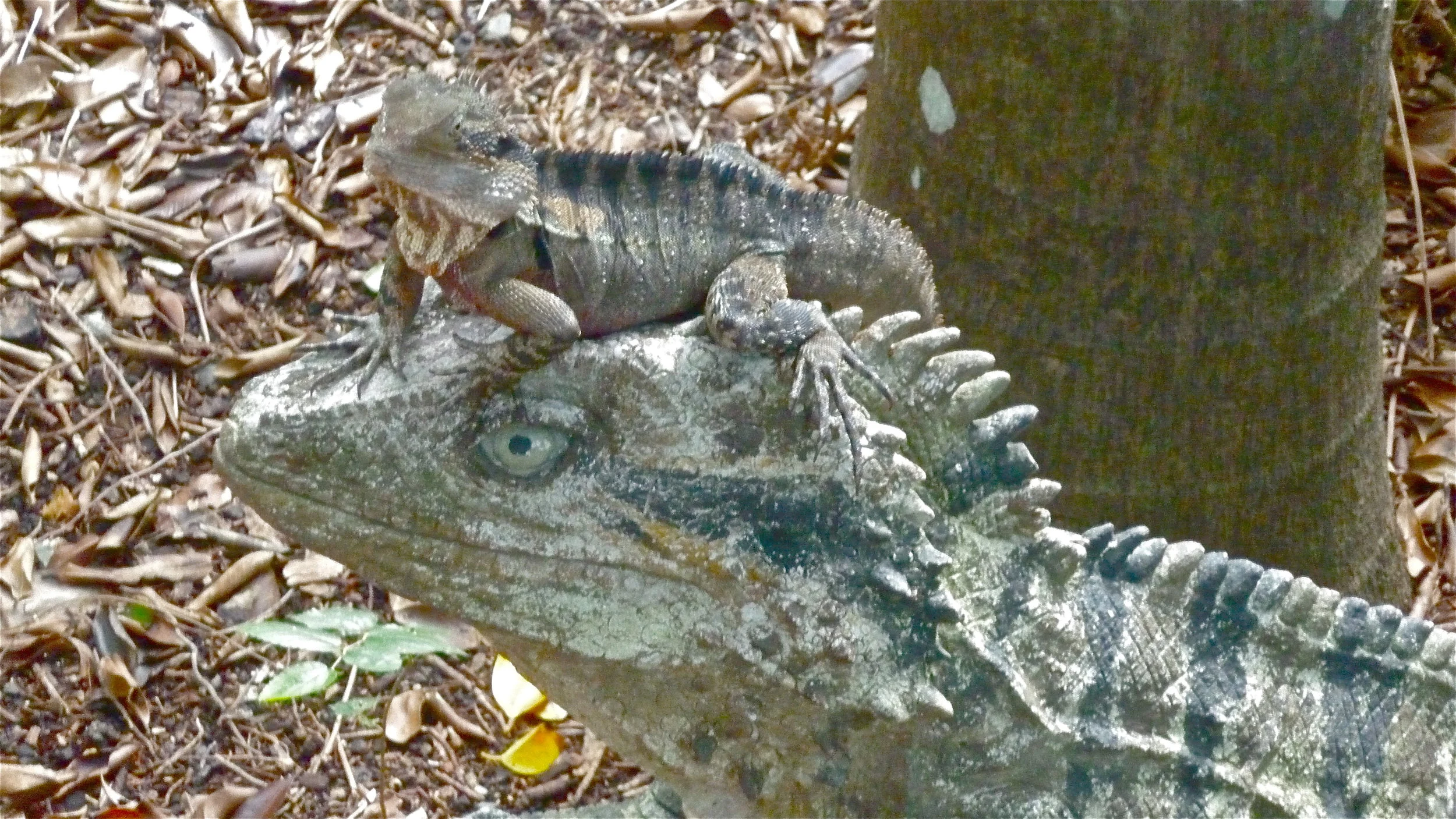 Botanic Gardens, Mt Coot-tha, Brisbane
