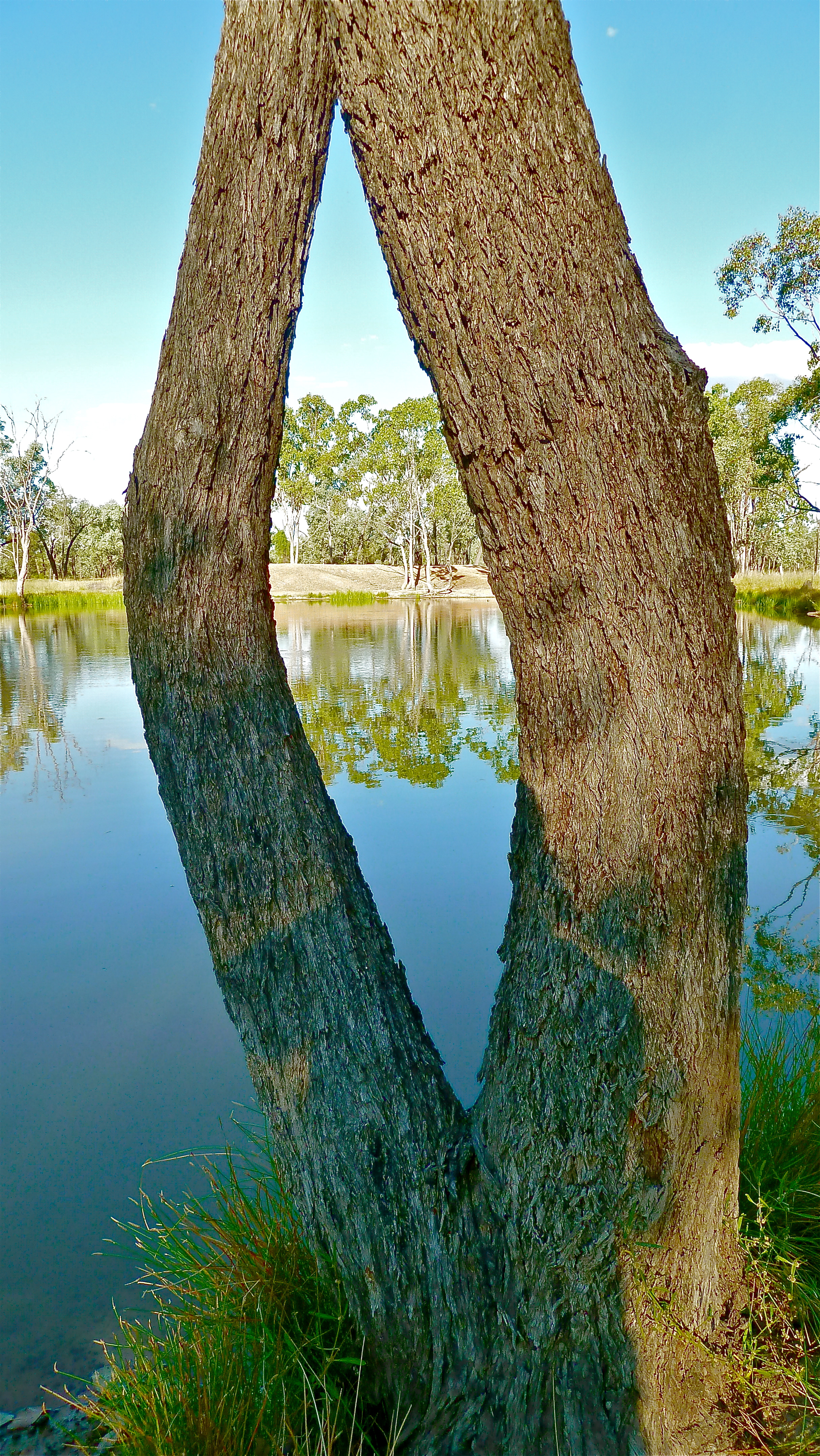 Bimblebox Nature Refuge, near Alpha, Central Queensland