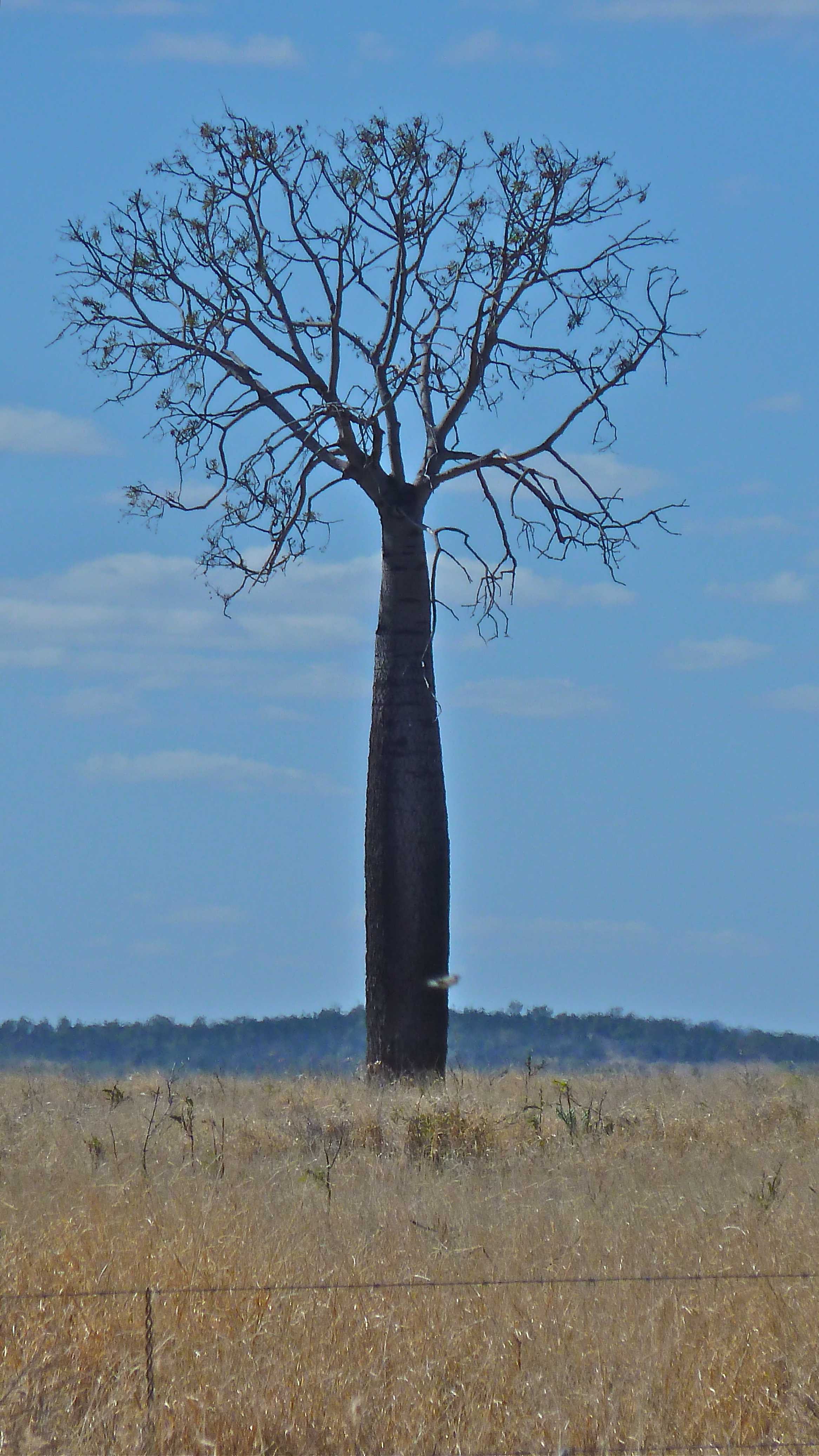 Queensland Bottle Tree, near Alpha, Central Queensland
