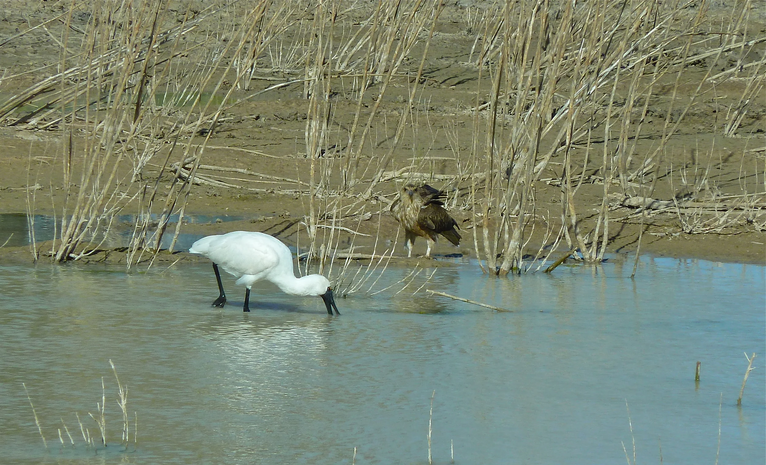 Royal Spoonbill and Whistling Kite, Cuttaburra Crossing, Far Western Queensland