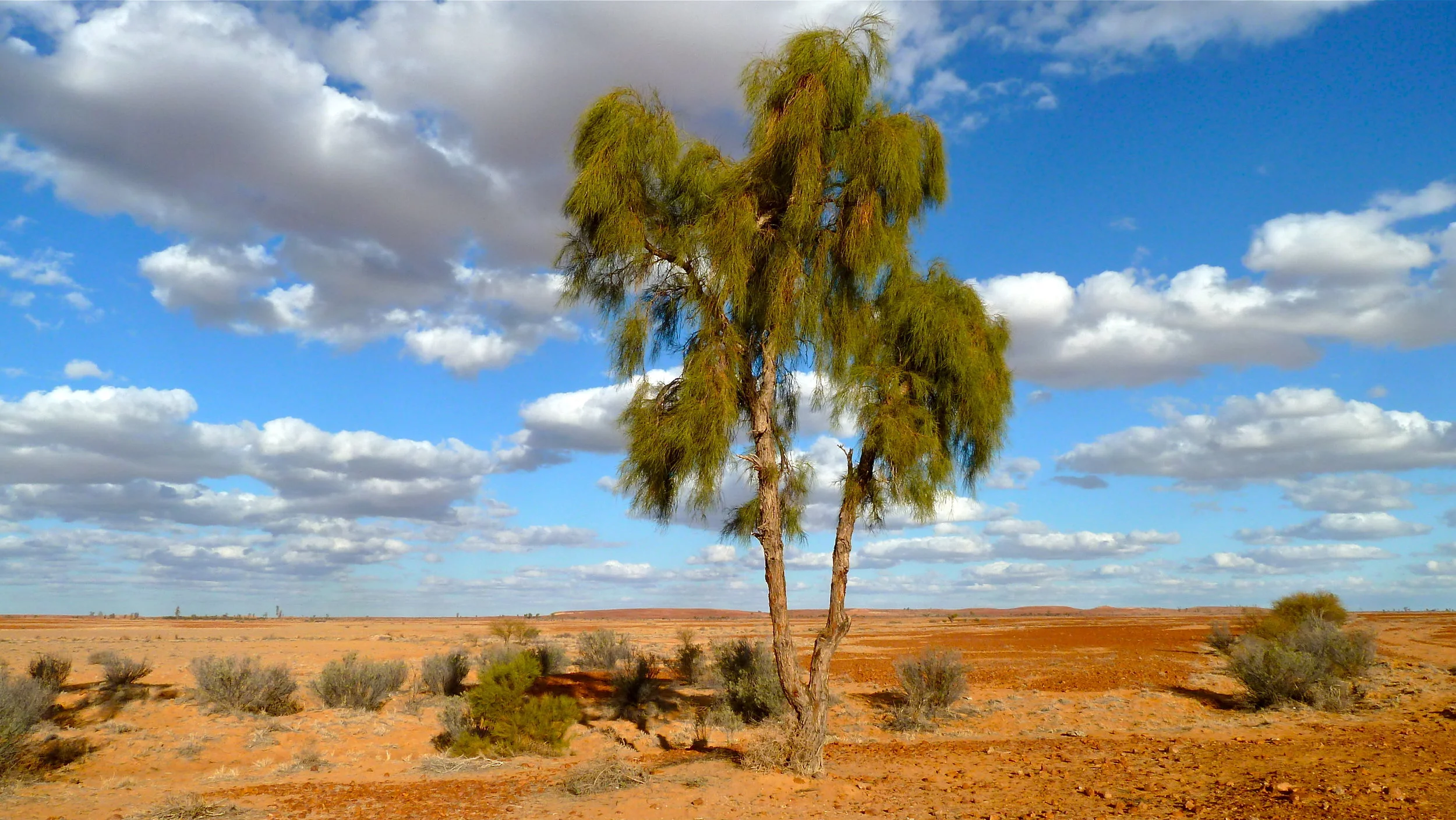 Waddi tree, near Birdsville, Far Western Queensland