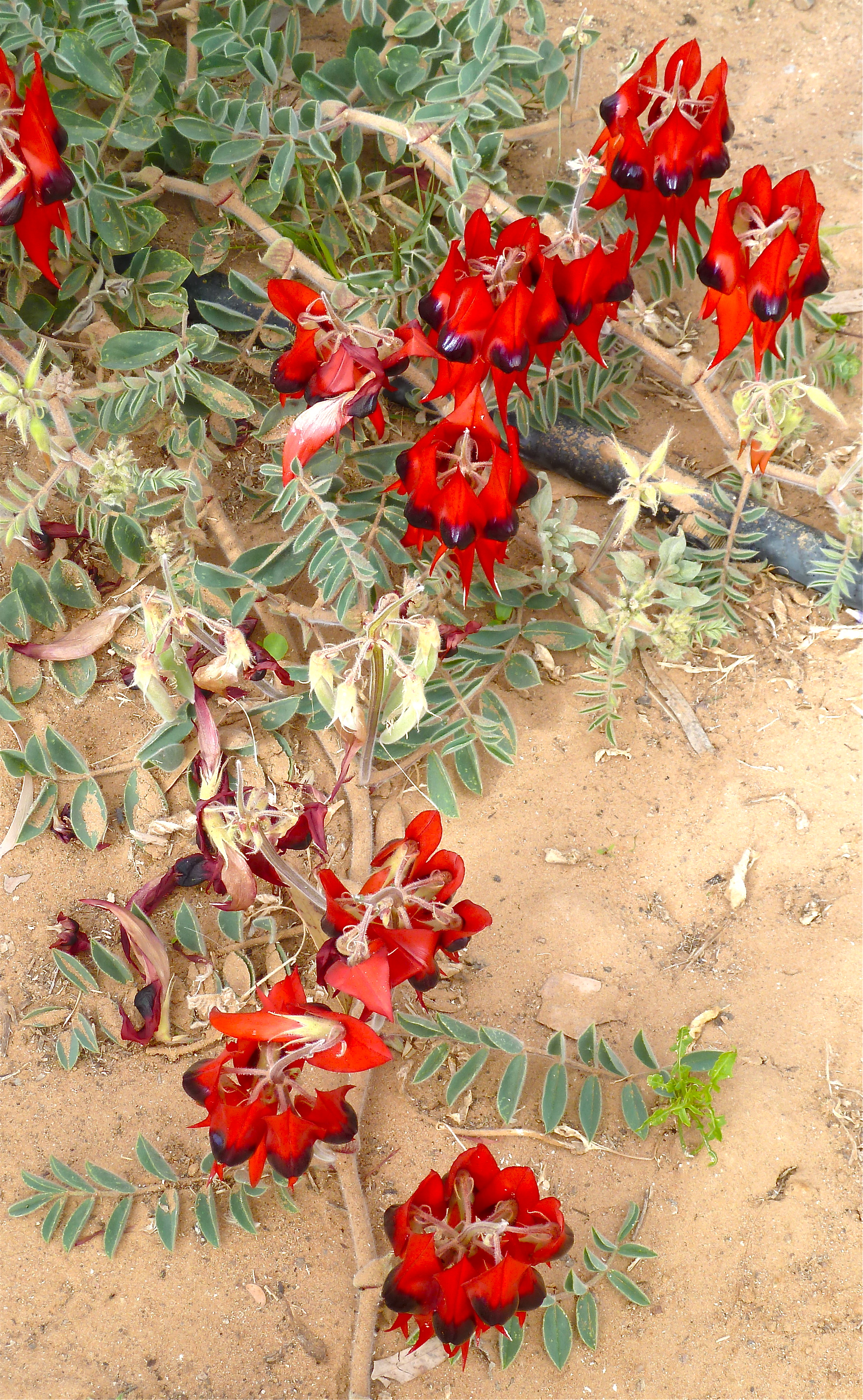 Sturt's Desert Peas, Birdsville, Far Western Queensland