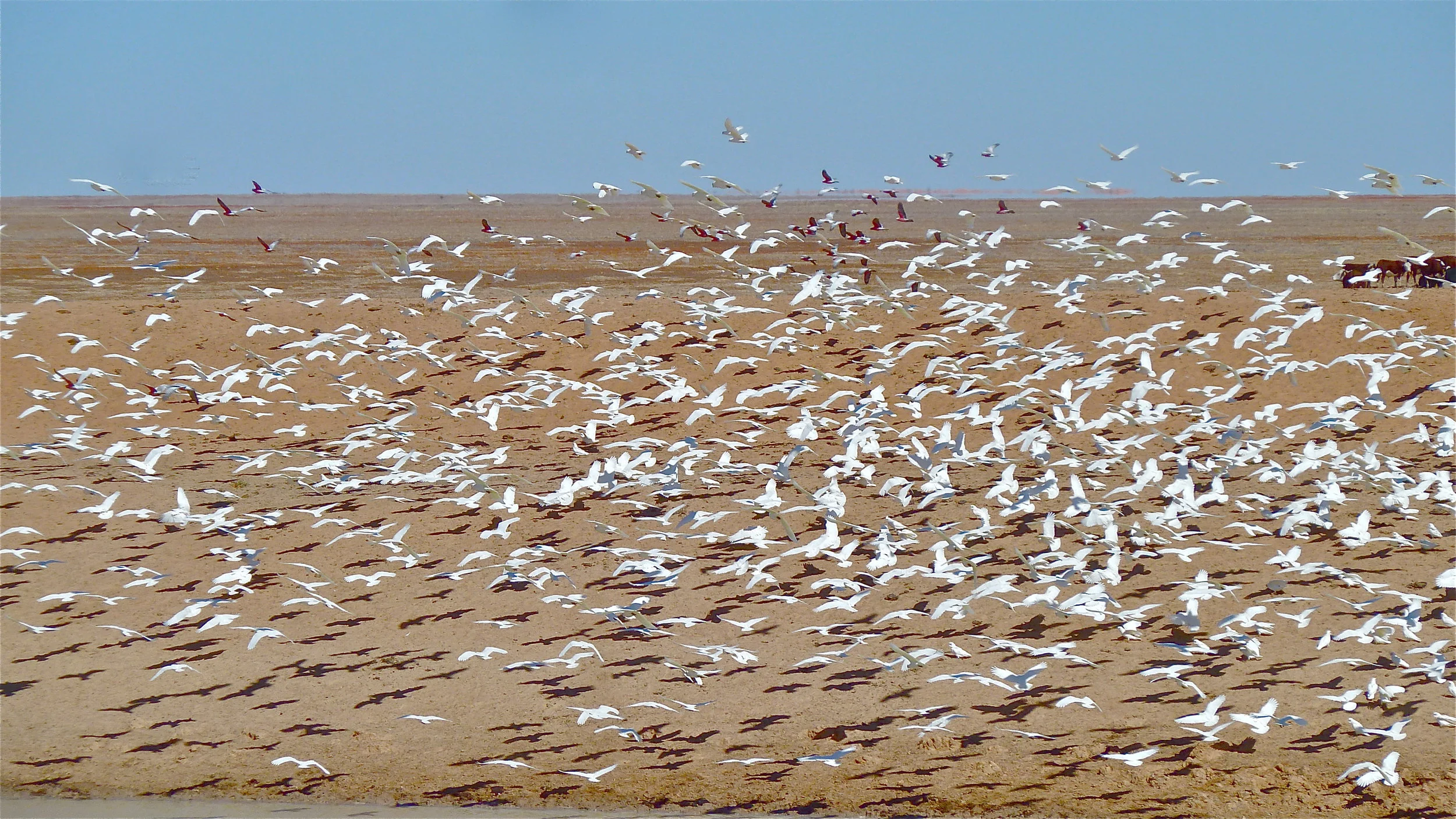 Little Corellas and Galahs, Sturt Stony Desert, South Australia