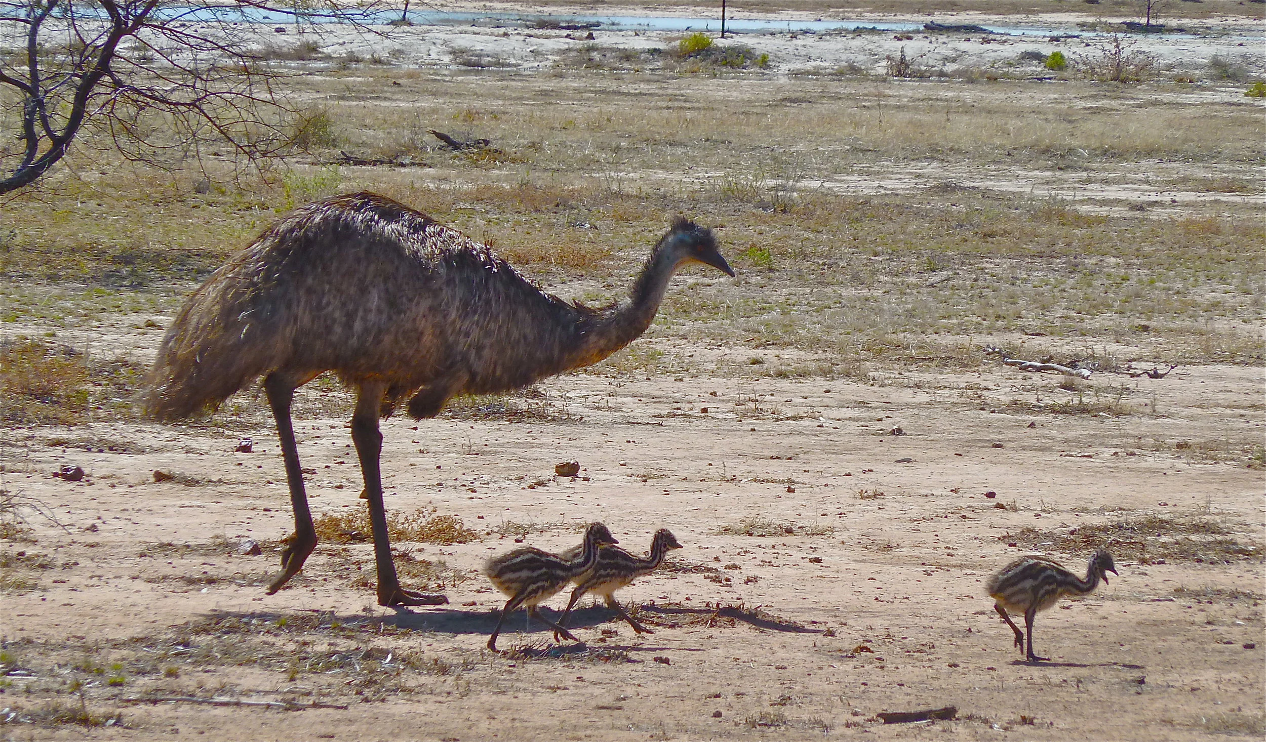 Emus, Bowra Sanctuary, near Cunnamulla, Queensland