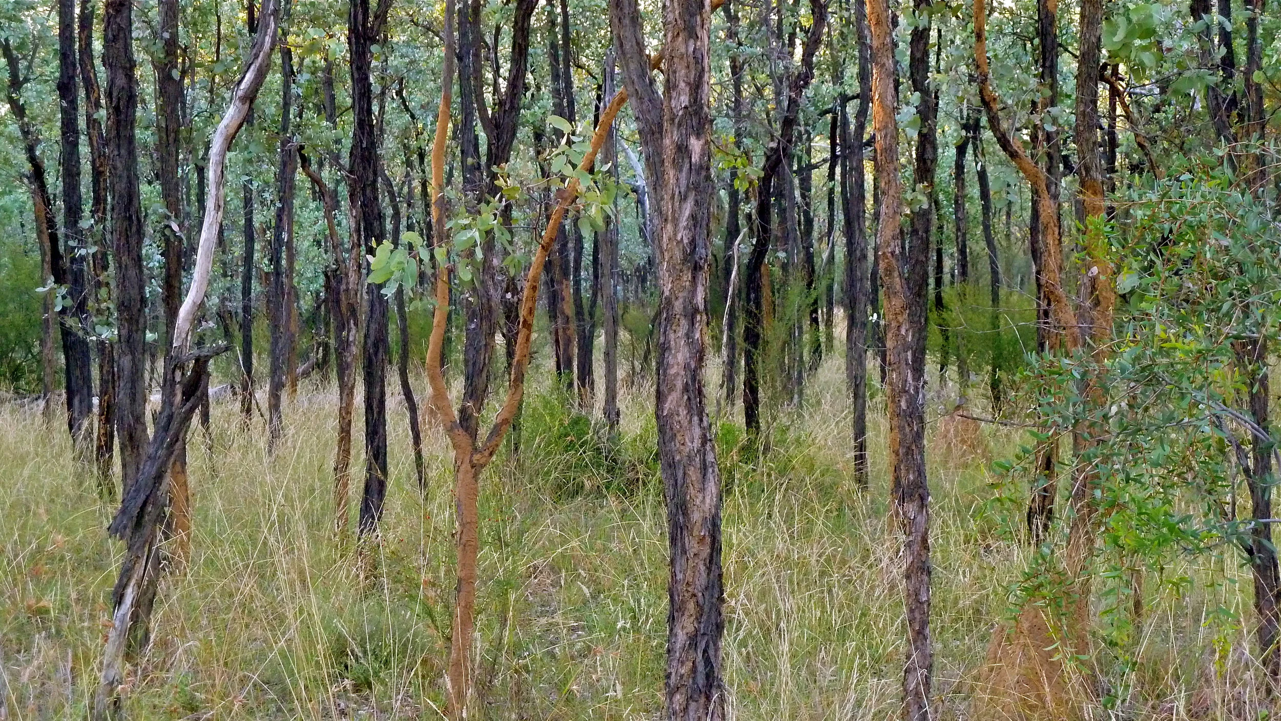 Remnant Desert Uplands woodland on Bimblebox Nature Refuge 