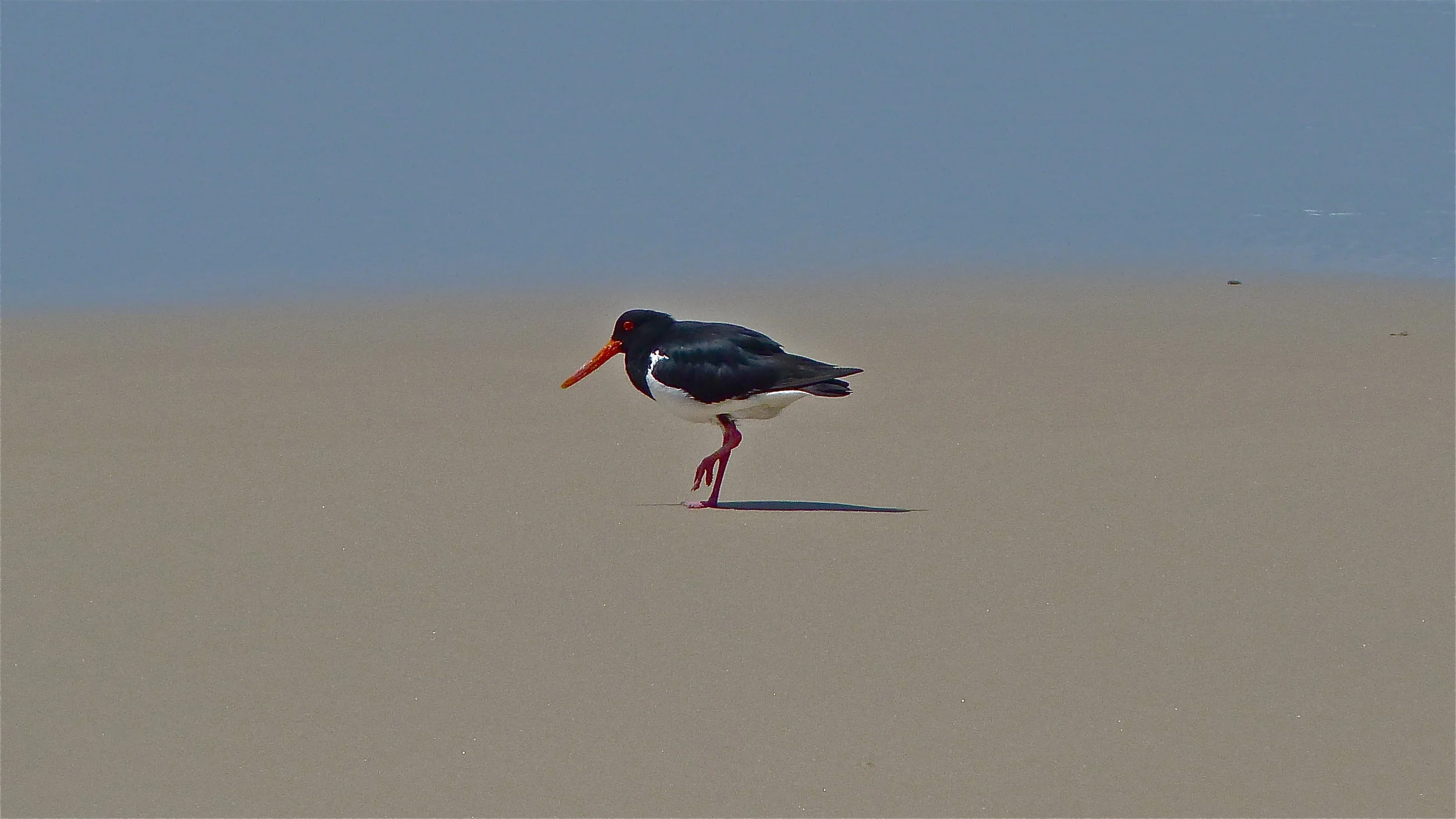 Pied Oystercatcher
