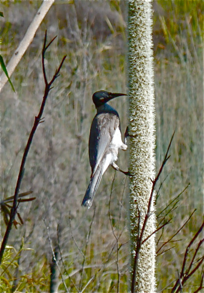 Noisy Friarbird