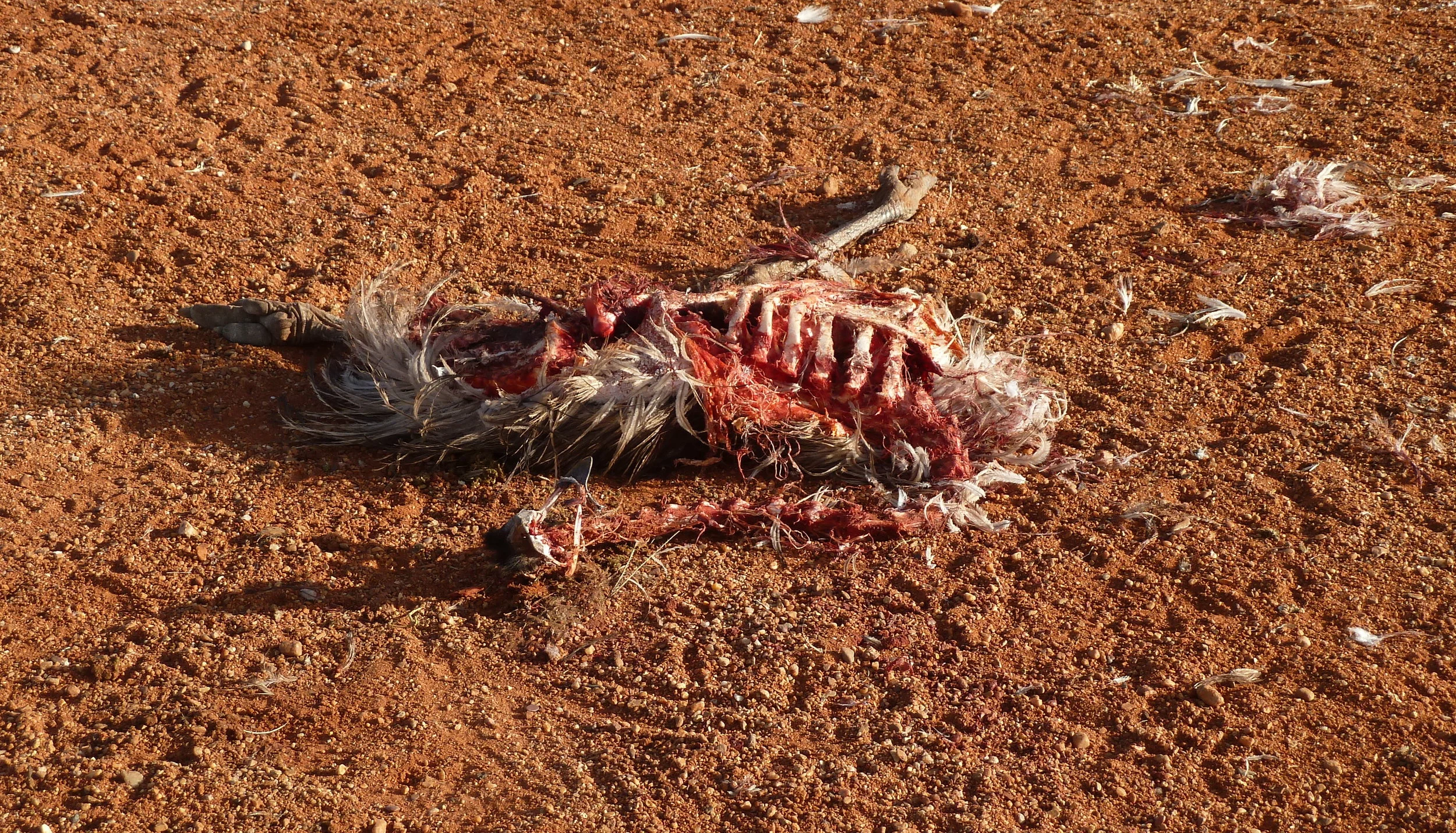 Emu on the menu