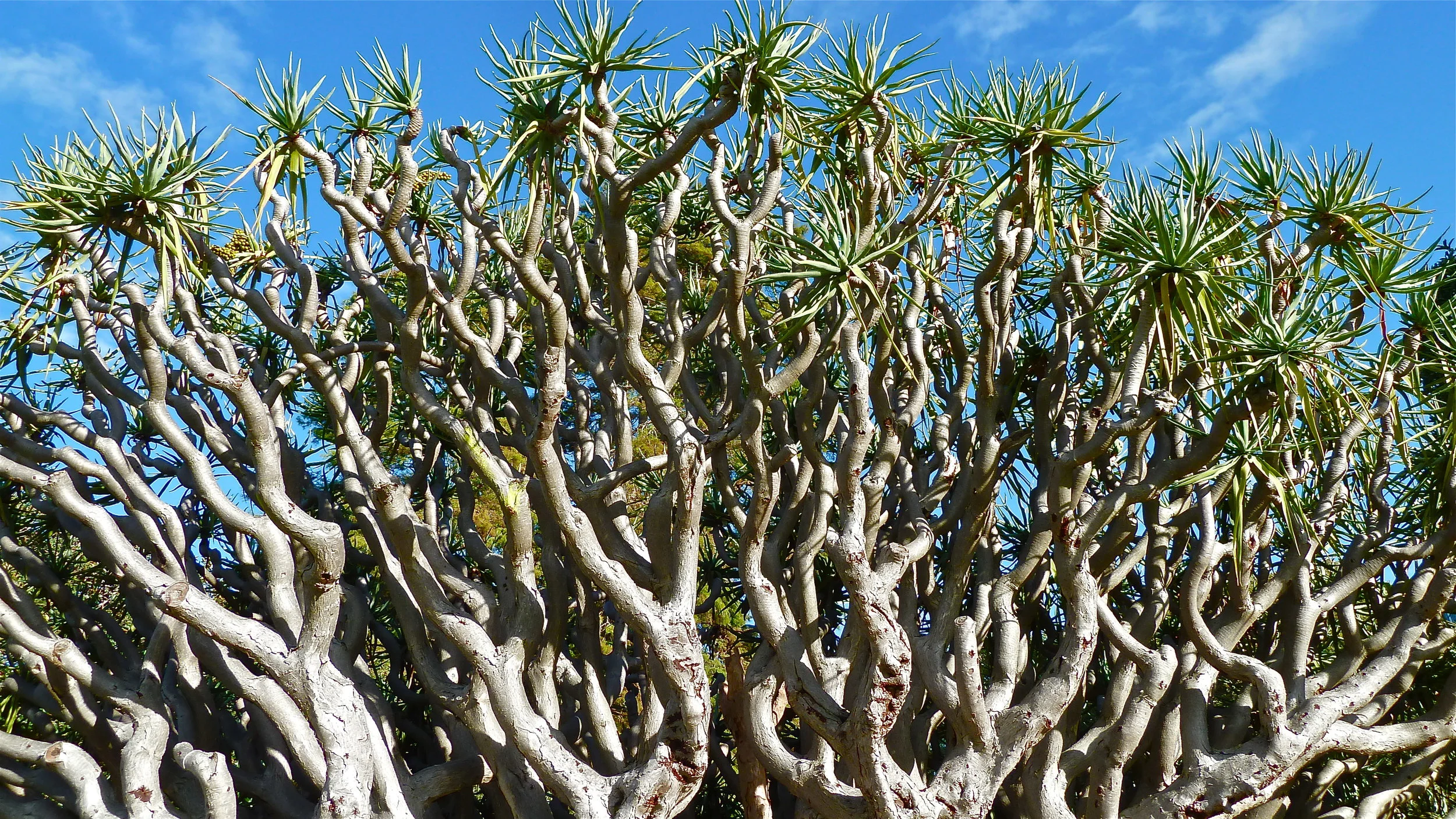 Dragon's Blood Tree