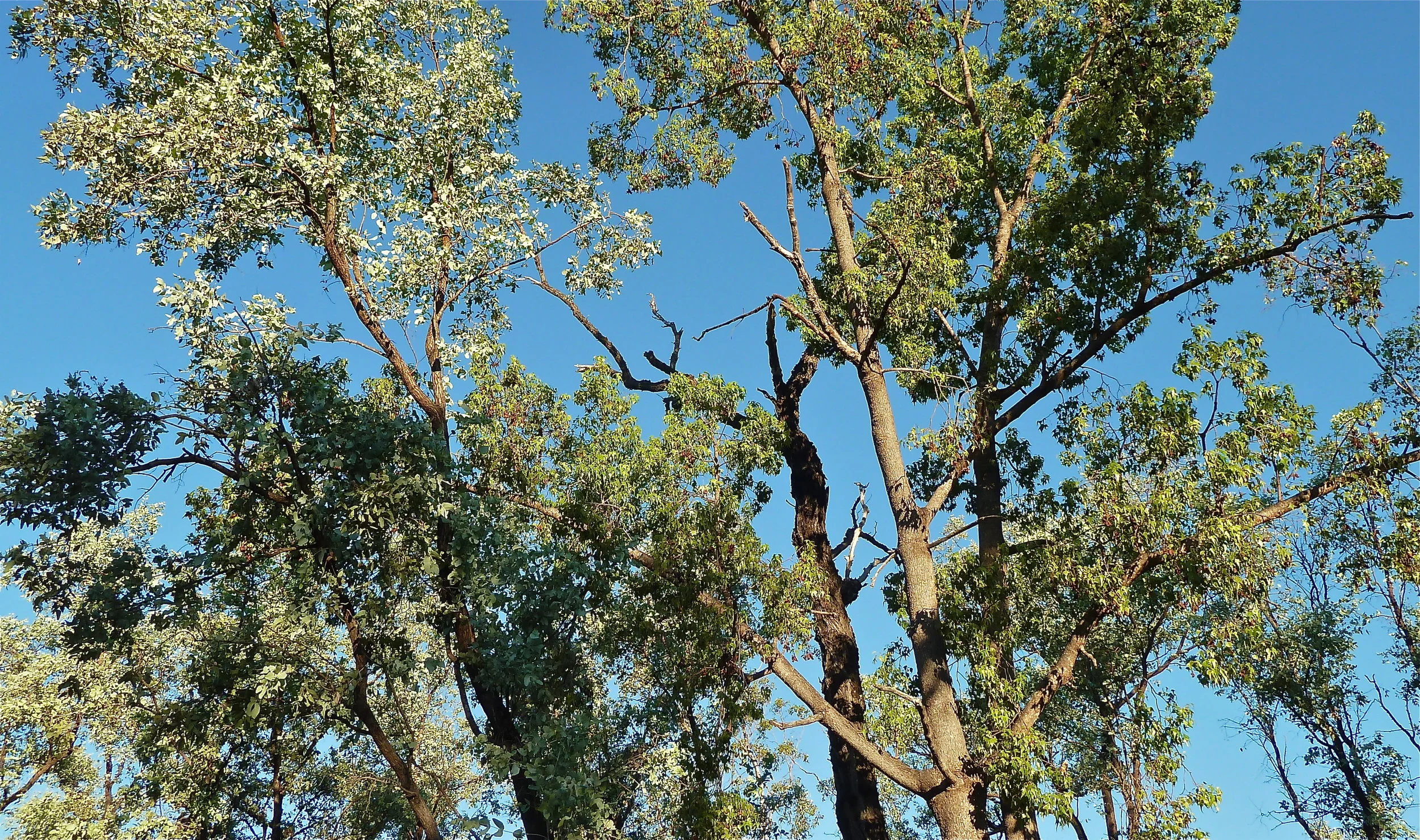 Silver-leaf Ironbark and Kurrajong