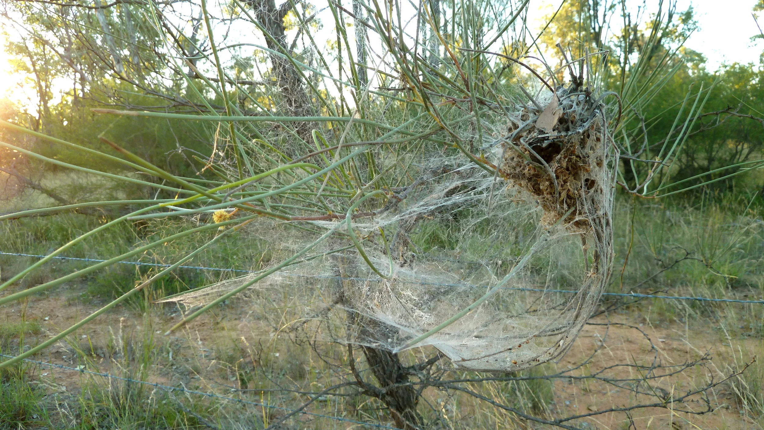 'Decommissioned' itchy grub nest