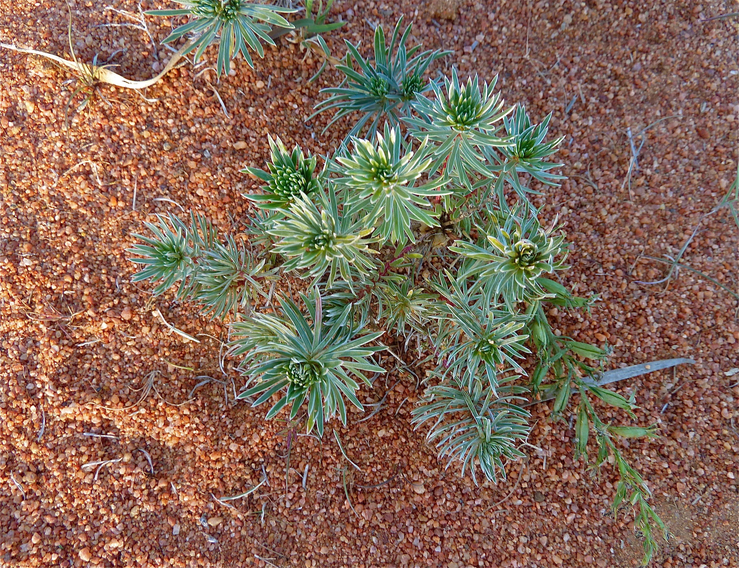 Pigweed