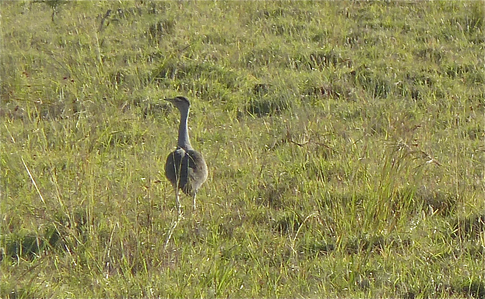 Australian Bustard