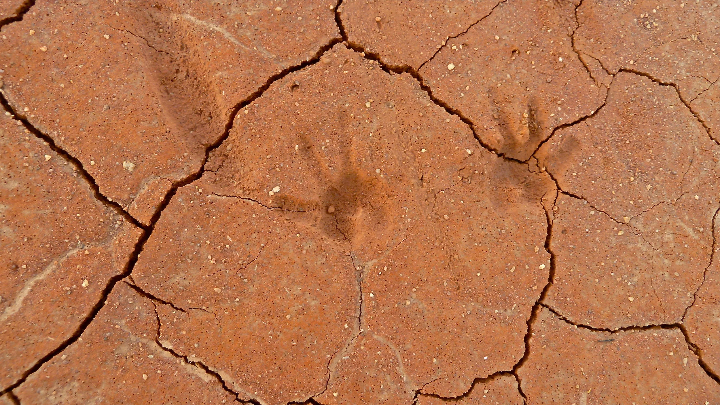 Jun: roo prints at Kilcowera Station, Outback Queensland