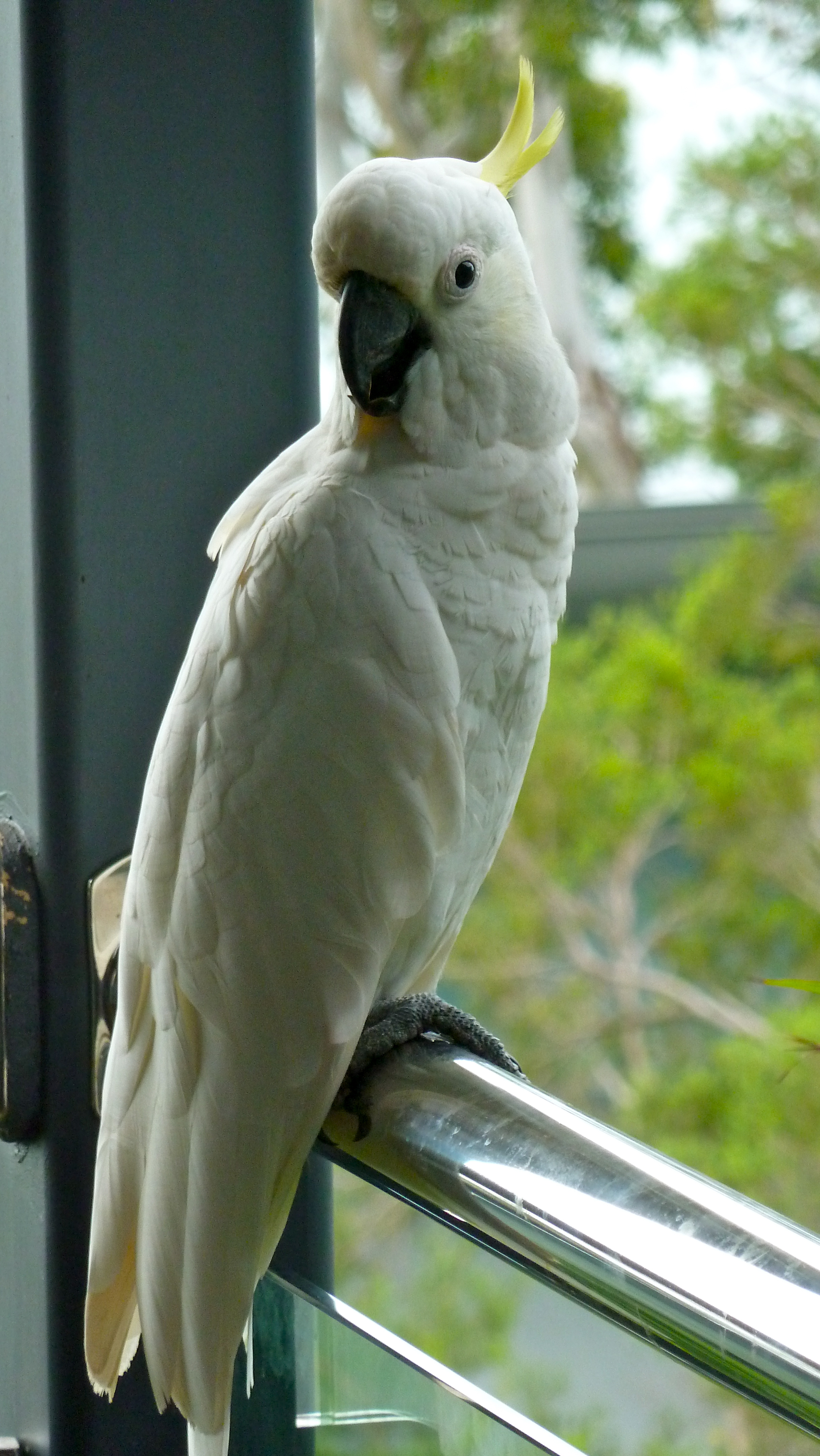 Feb: Sulphur-crested room-mate, Hamilton Island, Whitsundays