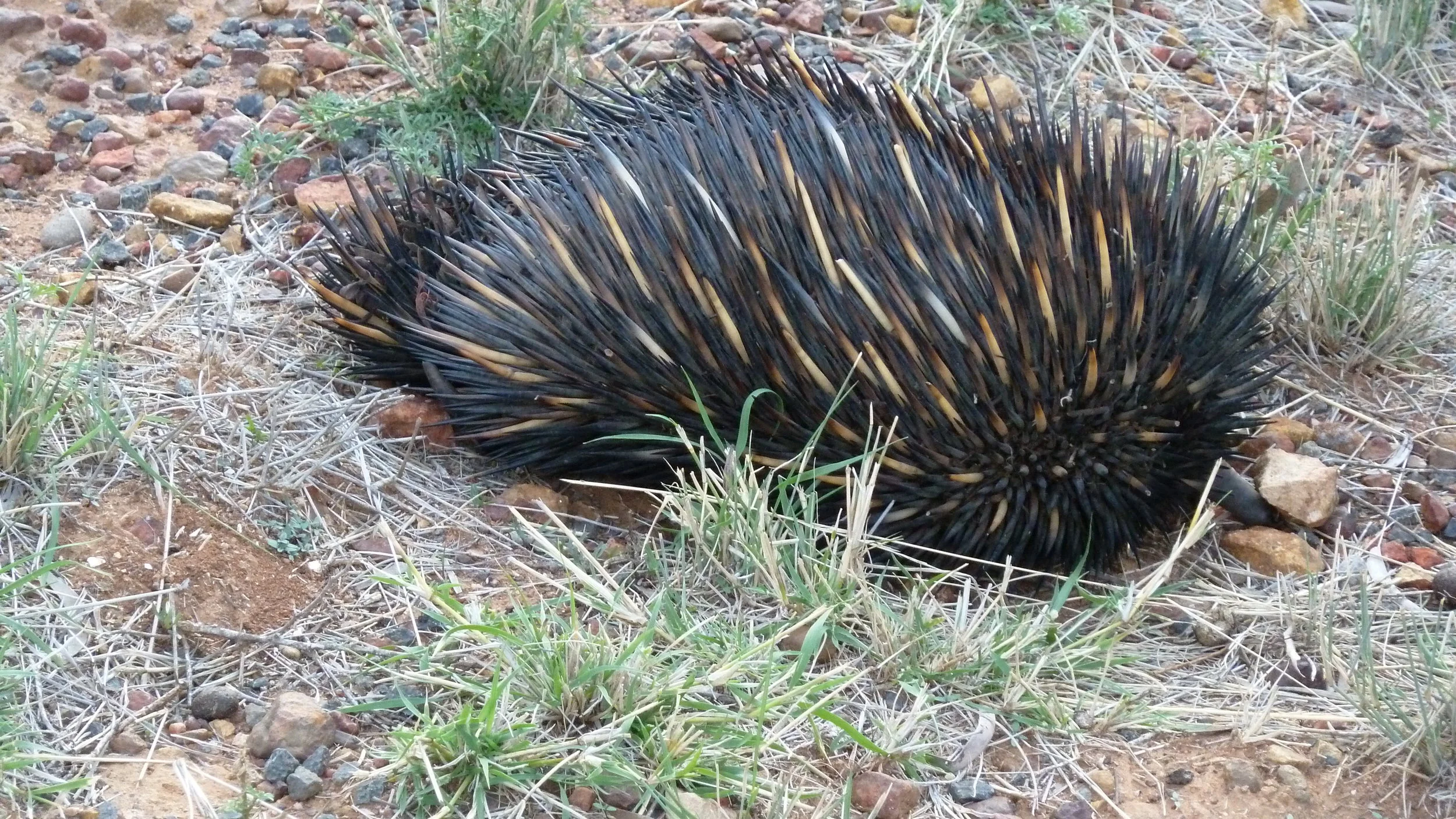 Jun: echidna in the Outback, on the way to Charleville