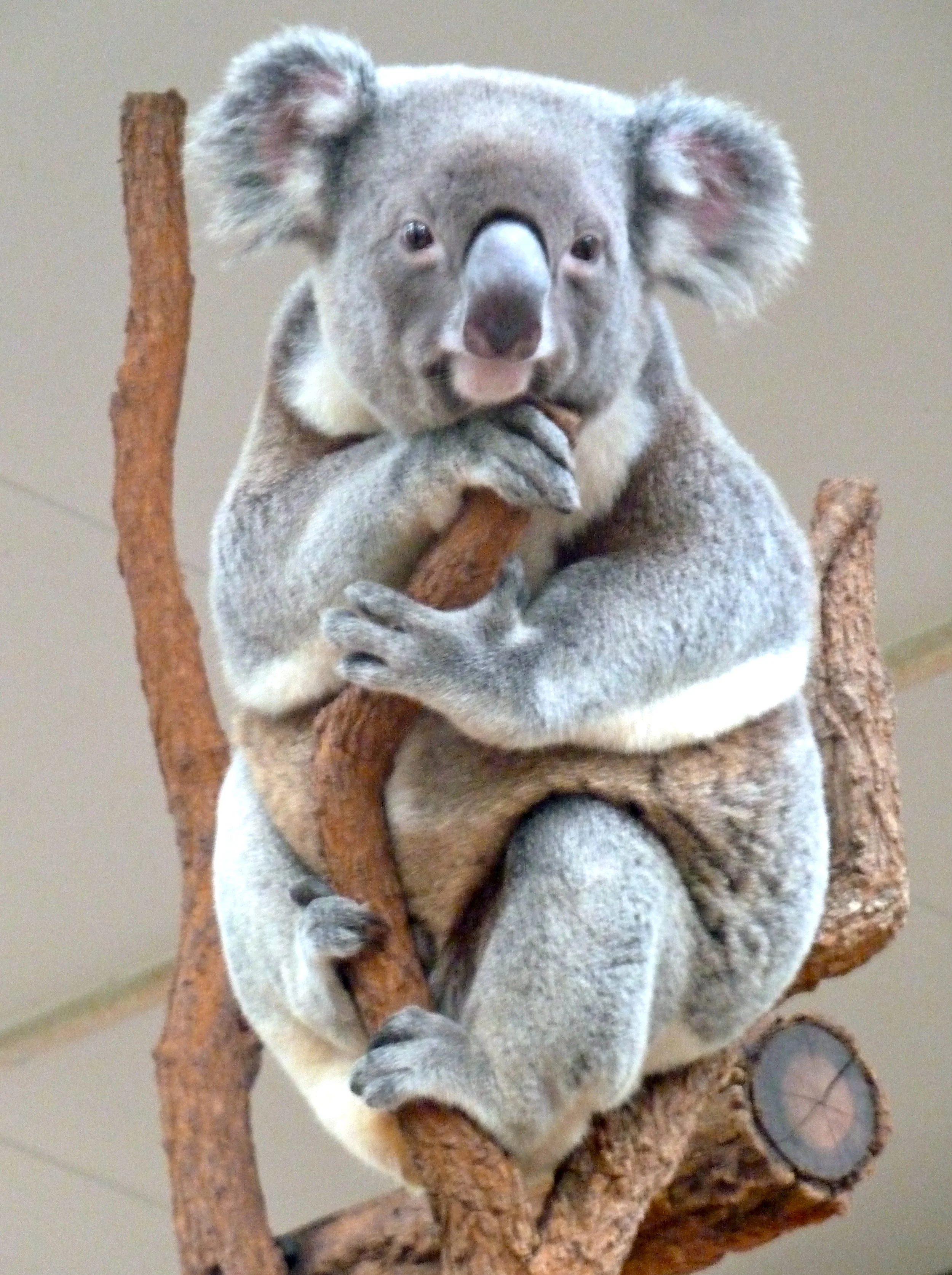 Oct: inhabitant of the Lone Pine Koala Sanctuary, Brisbane