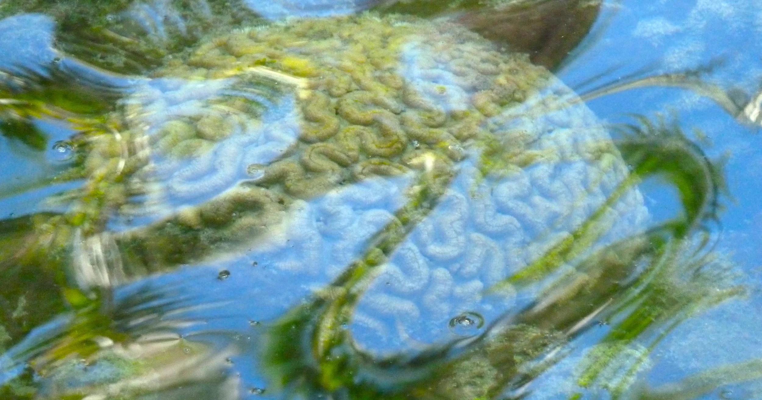 Brain coral