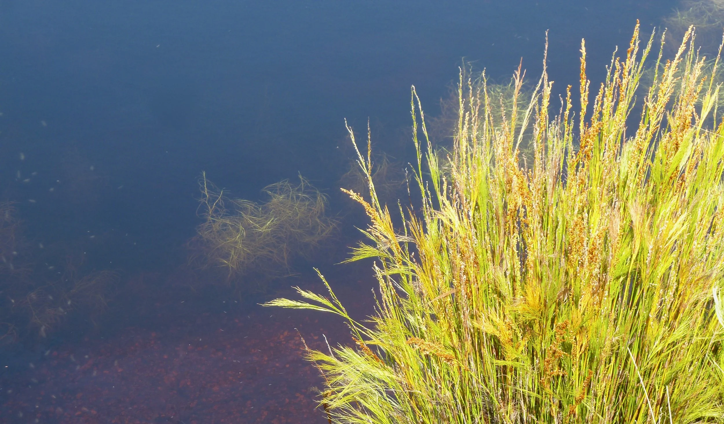 Lake Pedder