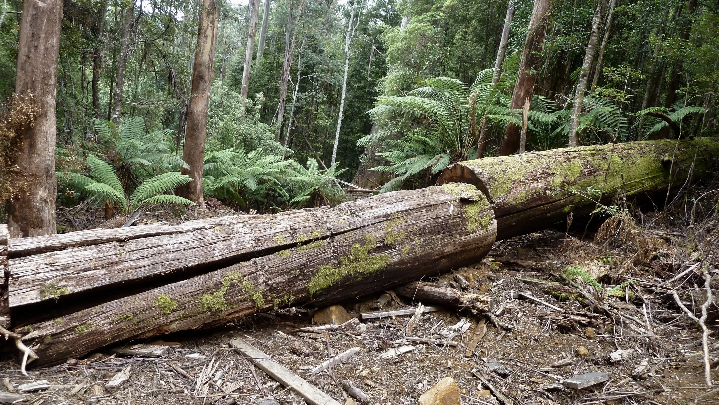 The length to which they went to prevent us from reaching Big Tree