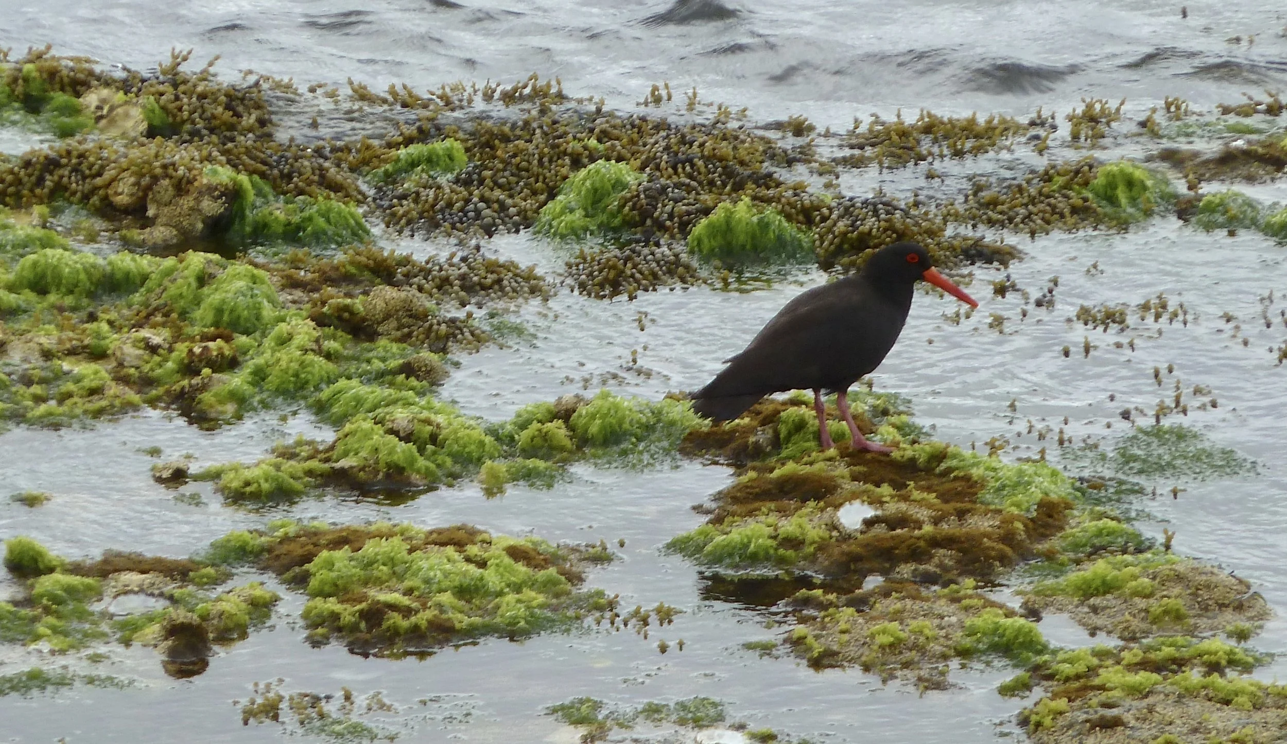 Sooty Oystercatcher
