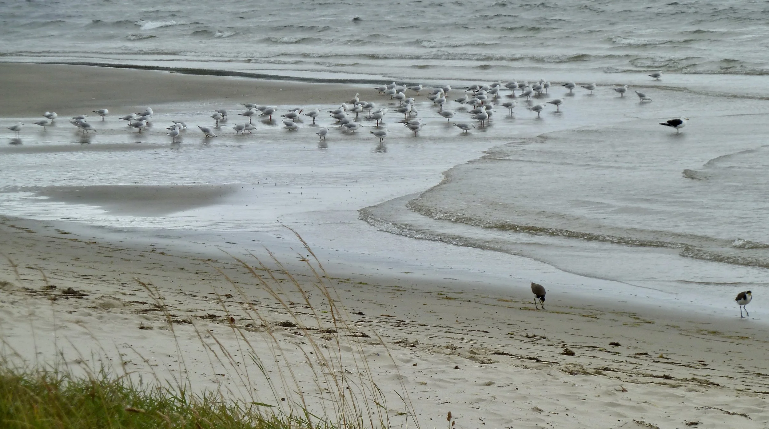 Many Silver Gulls, one large Pacific Gull, and two Masked Lapwings