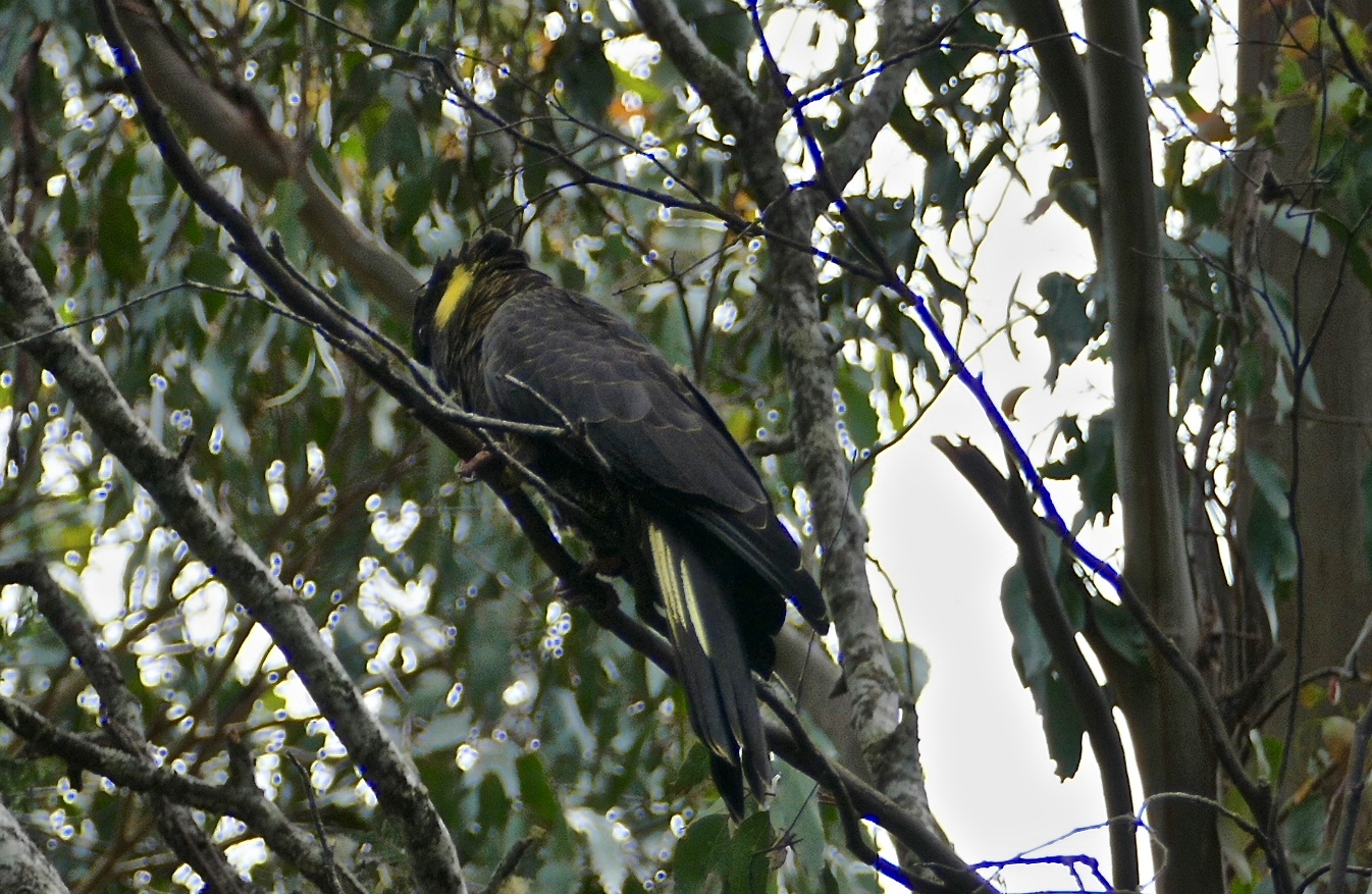 Shy Yellow-tailed Black-Cockatoo