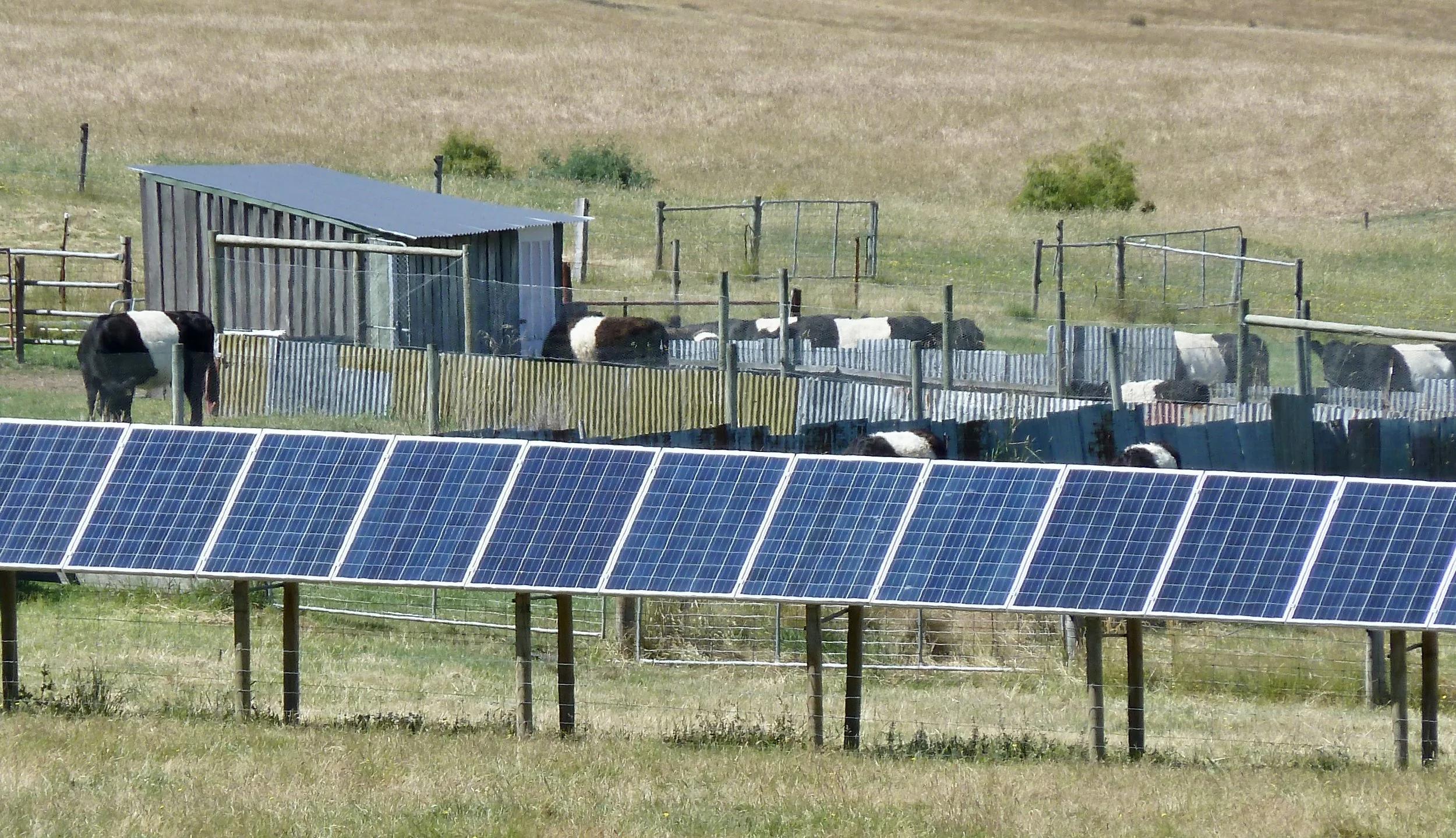 Belties! You can't come to Tas without spotting striped cows (Belted Galloways)