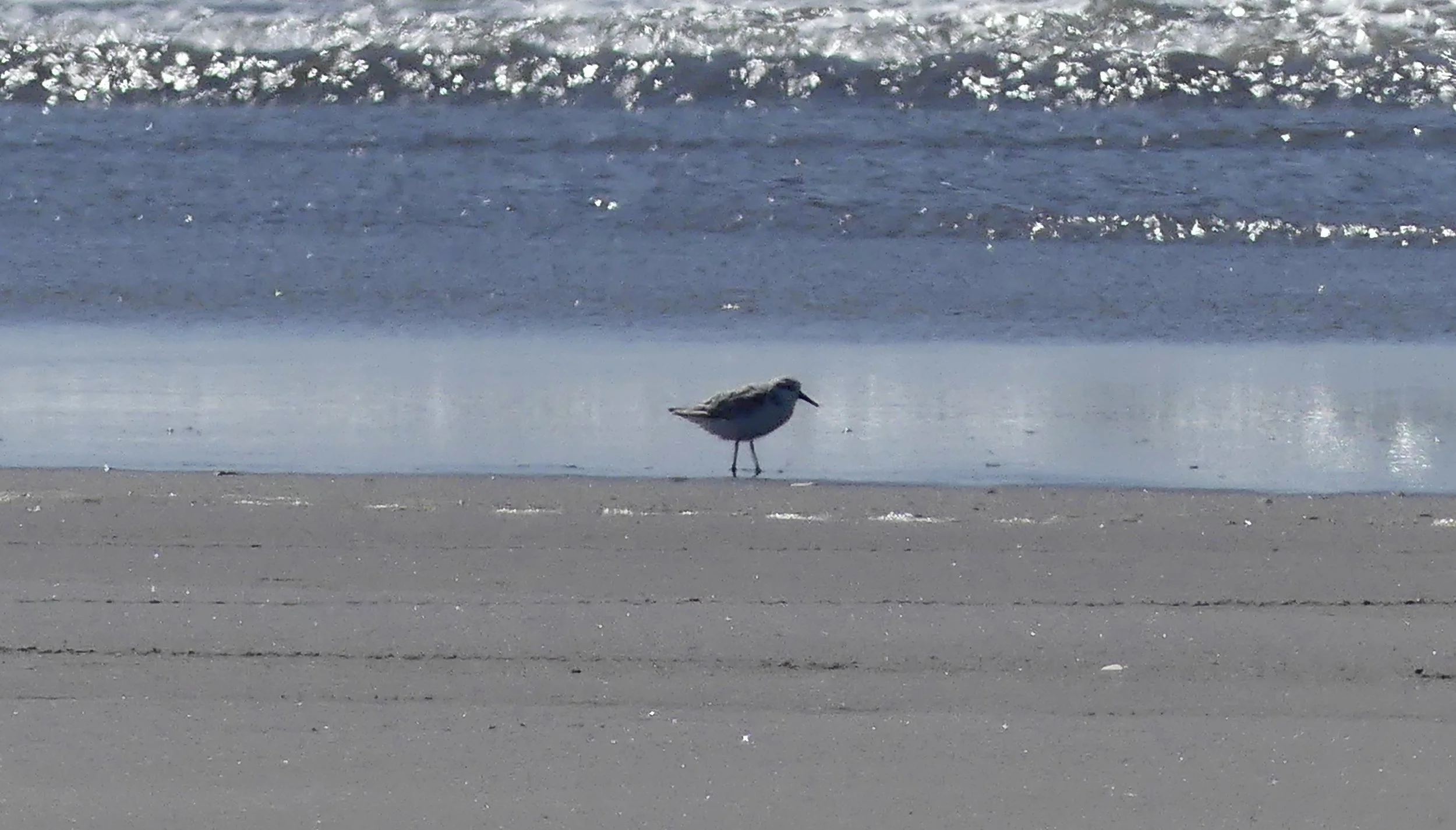 A Sanderling parent?