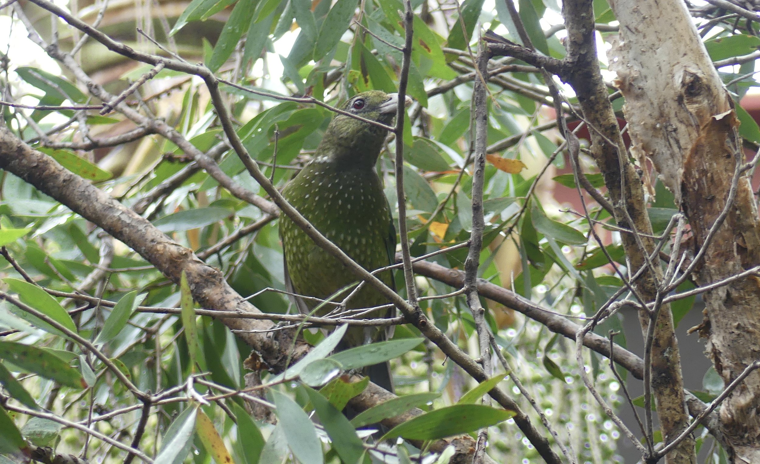 Green Catbird