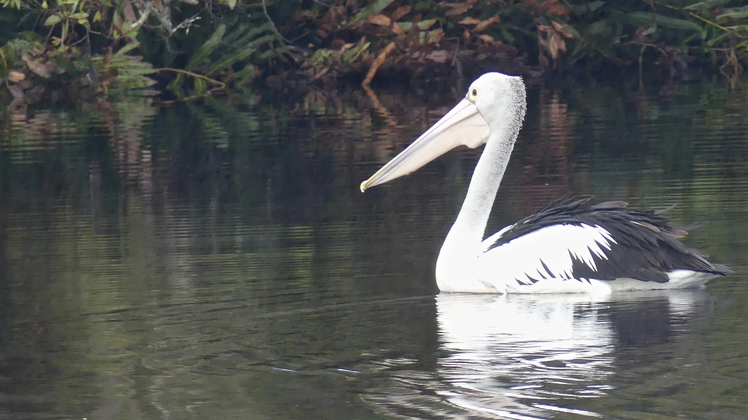 Australian Pelican
