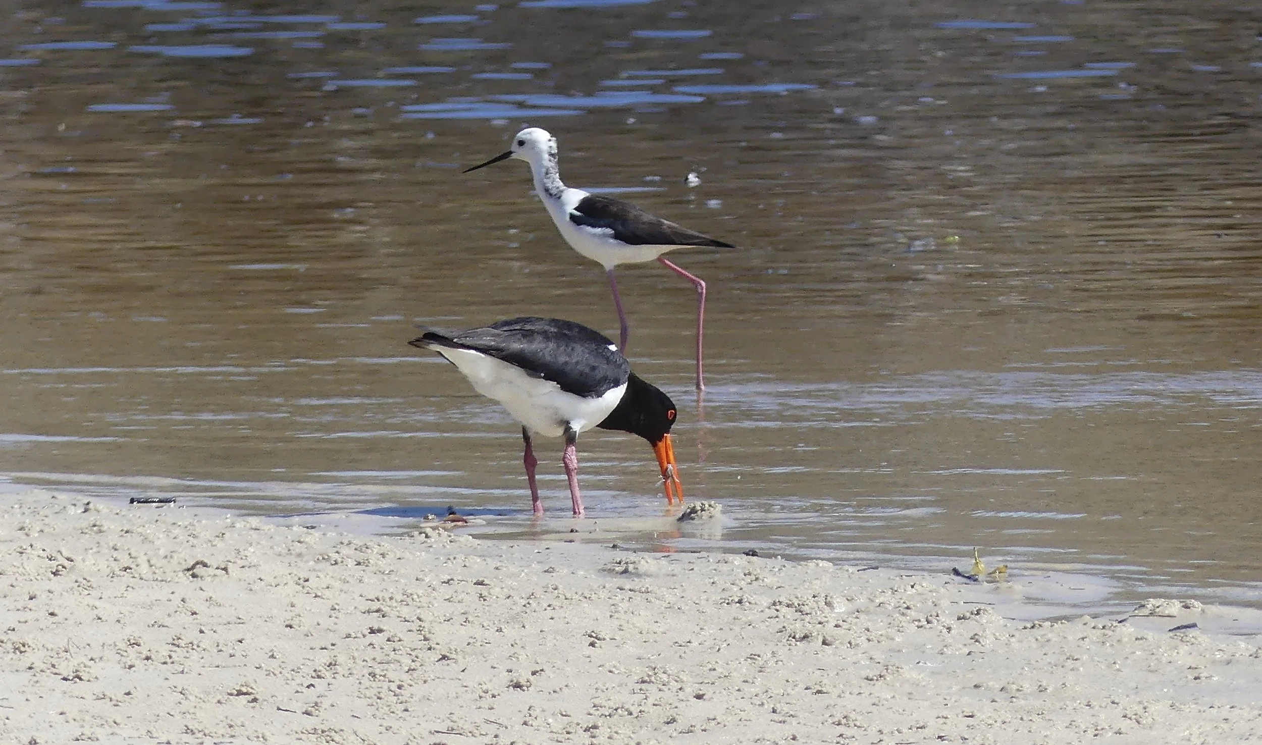 Black-winged Stilt and Pied Oystercatcher