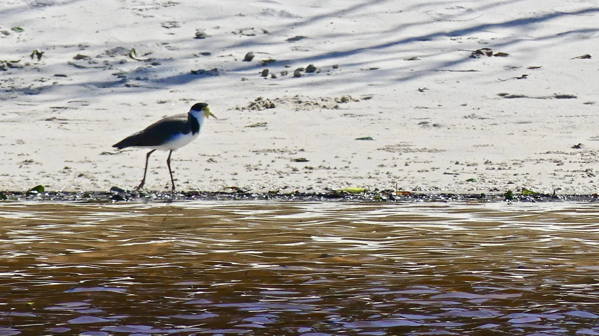 Masked Lapwing